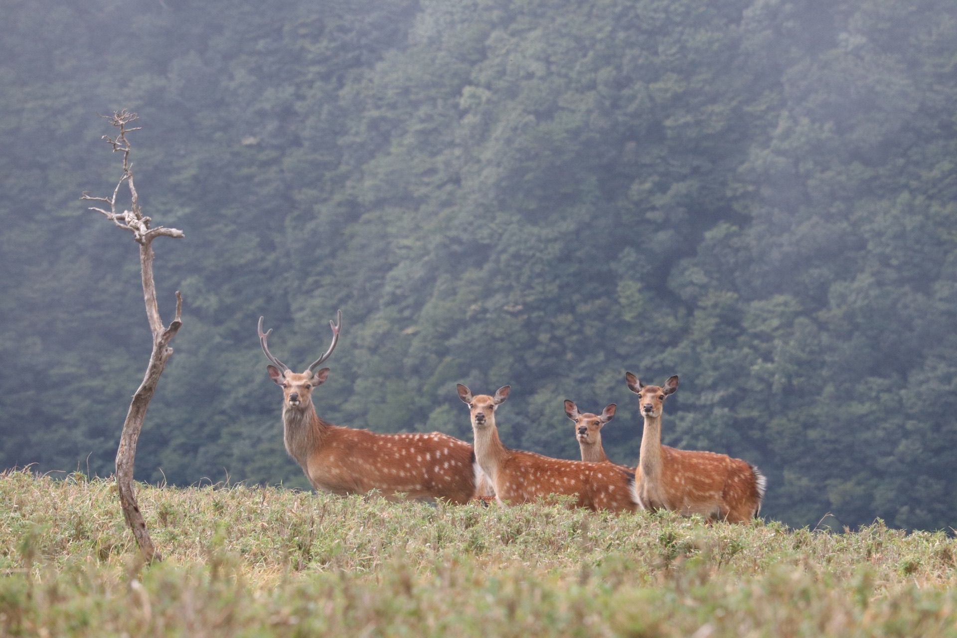 鹿に会いたくて 竜ヶ岳 ハイジさんの竜ヶ岳の活動データ Yamap ヤマップ