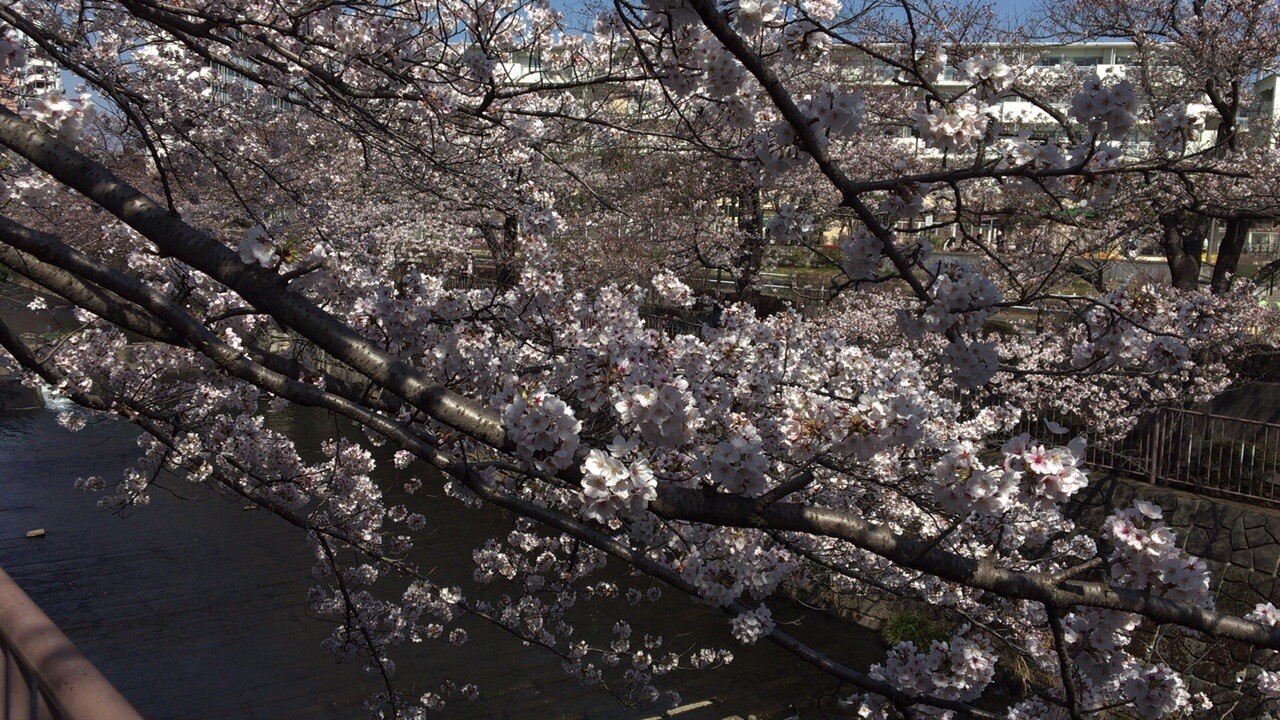 桜の花見 恩田川の桜並木 寺家ふるさと村 横浜市 北エリアの写真21枚目 川に溢れる桜の枝 Yamap ヤマップ