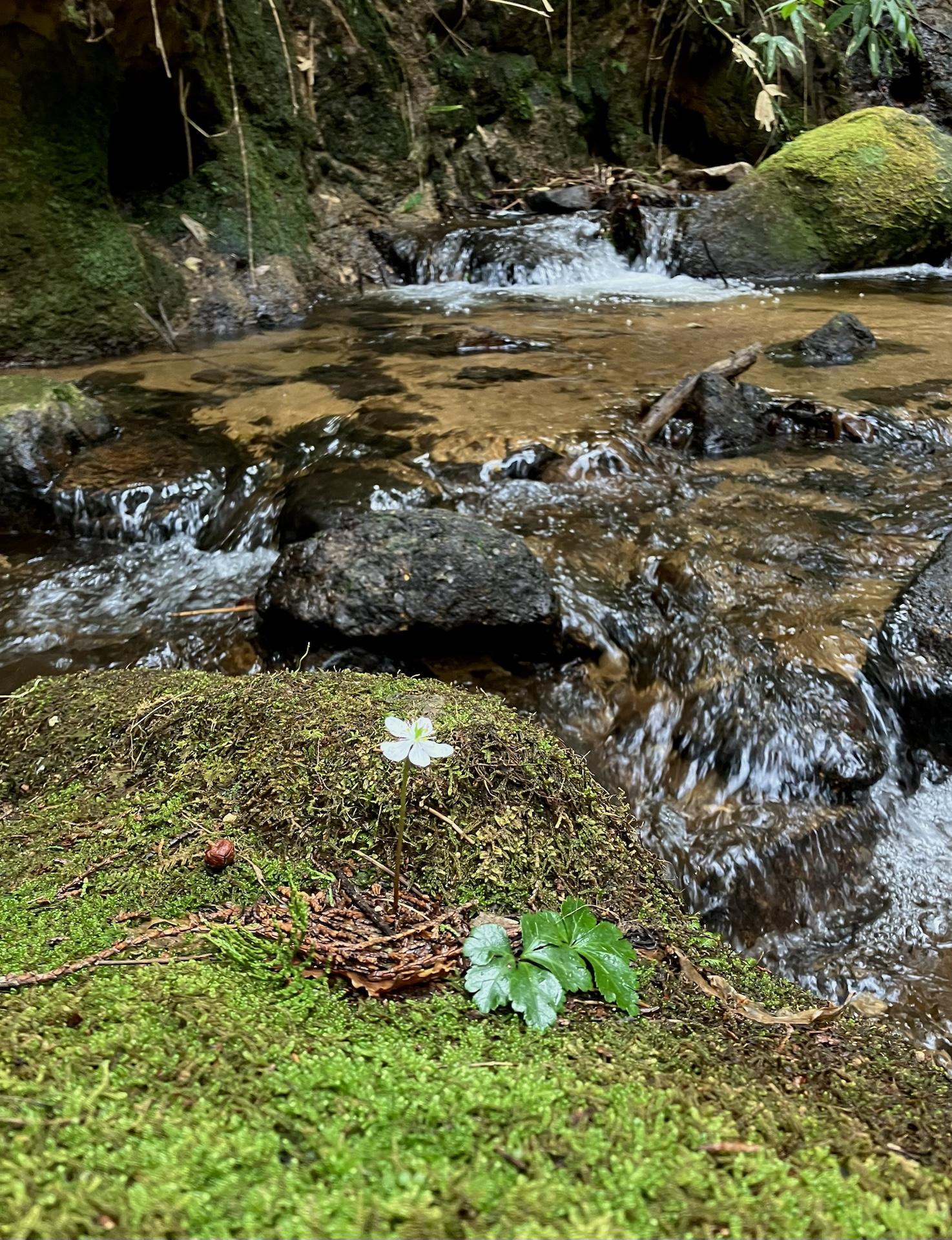 山門（やまかど）水源の森 / ぼんたさんの東ヶ谷山・山門水源の森の活動日記 | YAMAP / ヤマップ