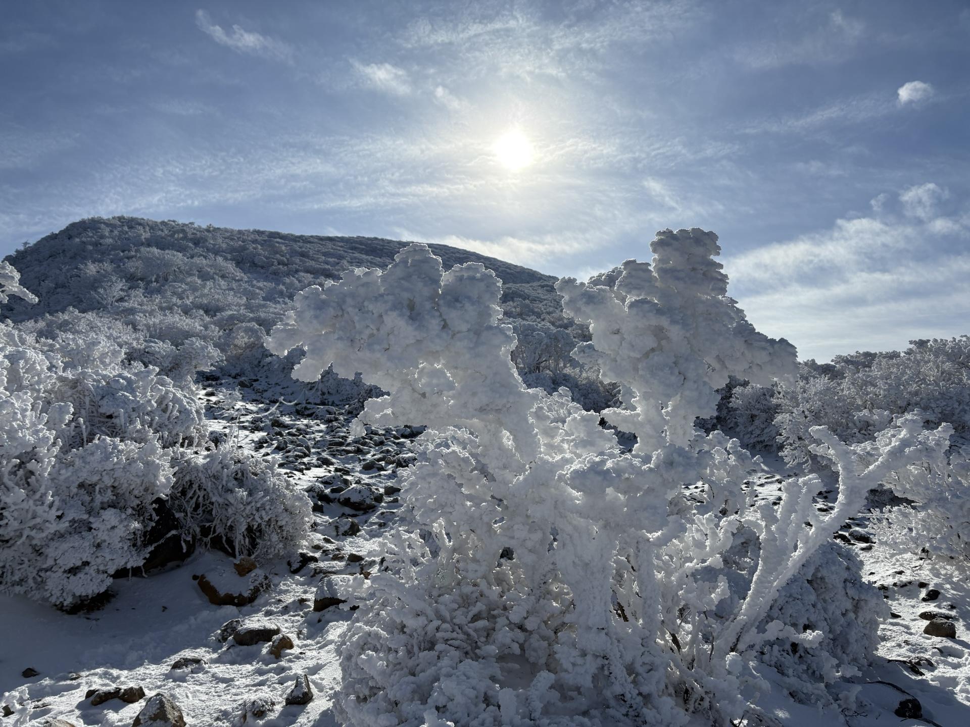 多少のスノーモンスター🧌います