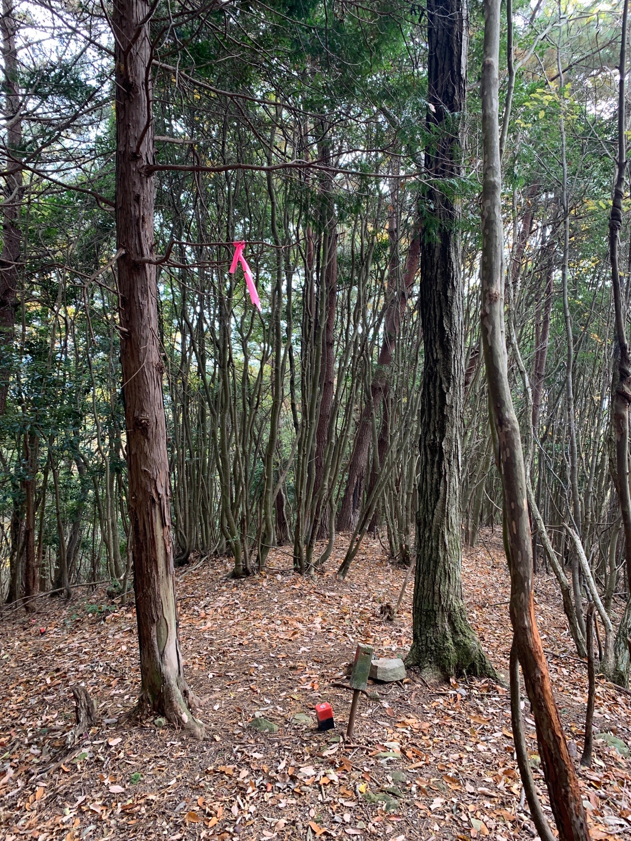 ふっはっはっ 見ろ 汗が滝の様だ しんにぃさんの四国遍路その15の活動日記 Yamap ヤマップ