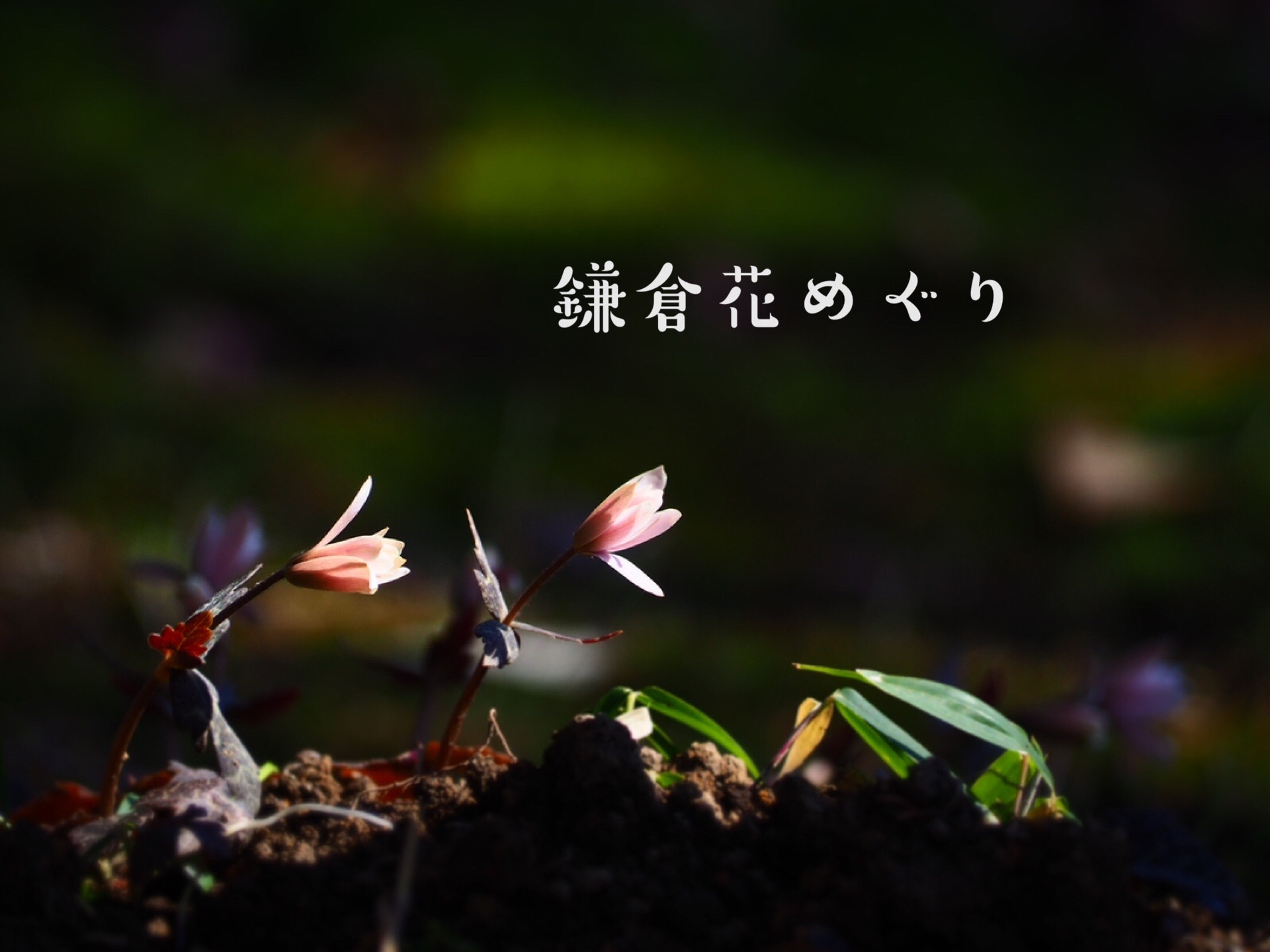 鎌倉花めぐり 浄智寺 鎌倉アルプス 浄妙寺 さくーんさんの鎌倉アルプス 大平山 天台山 の活動データ Yamap ヤマップ