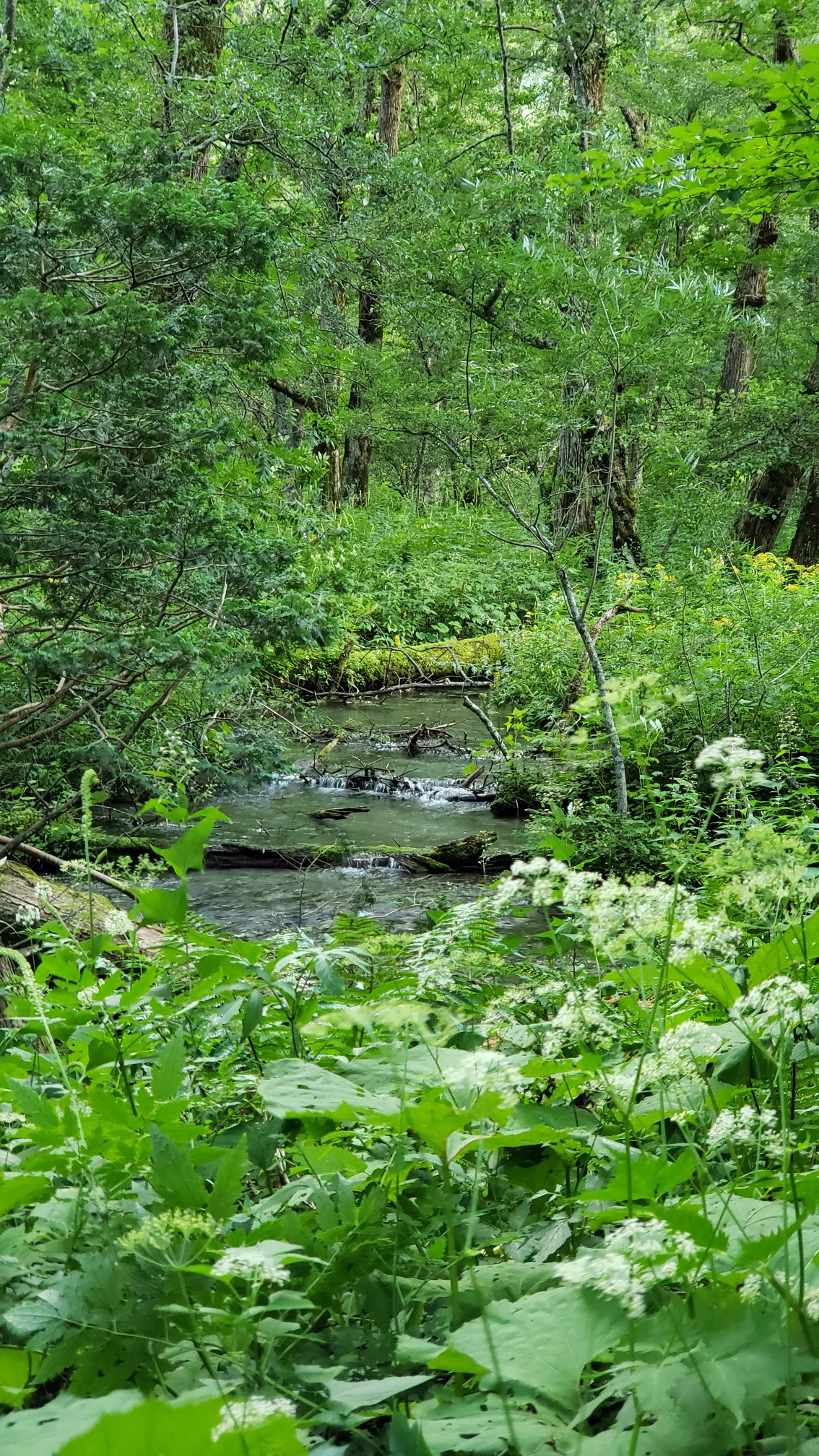 憧れの槍サマをアタック 秘境で飛び越えちゃったyo こっこさんの槍ヶ岳 穂高岳 上高地の活動日記 Yamap ヤマップ