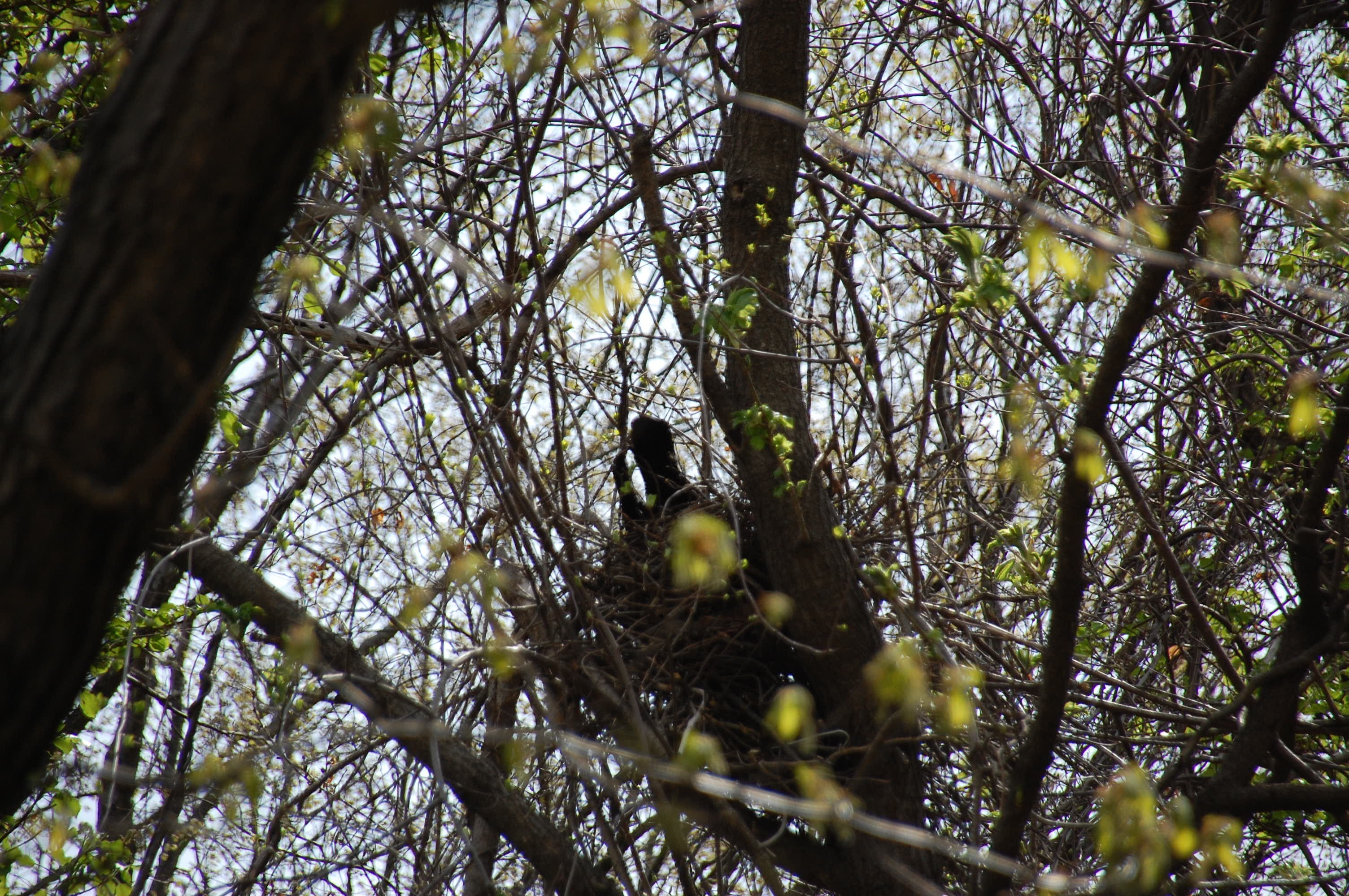 キタキツネ兄弟がんばれー その２ 05 11 なきうさじぃーさんの札幌市の活動データ Yamap ヤマップ