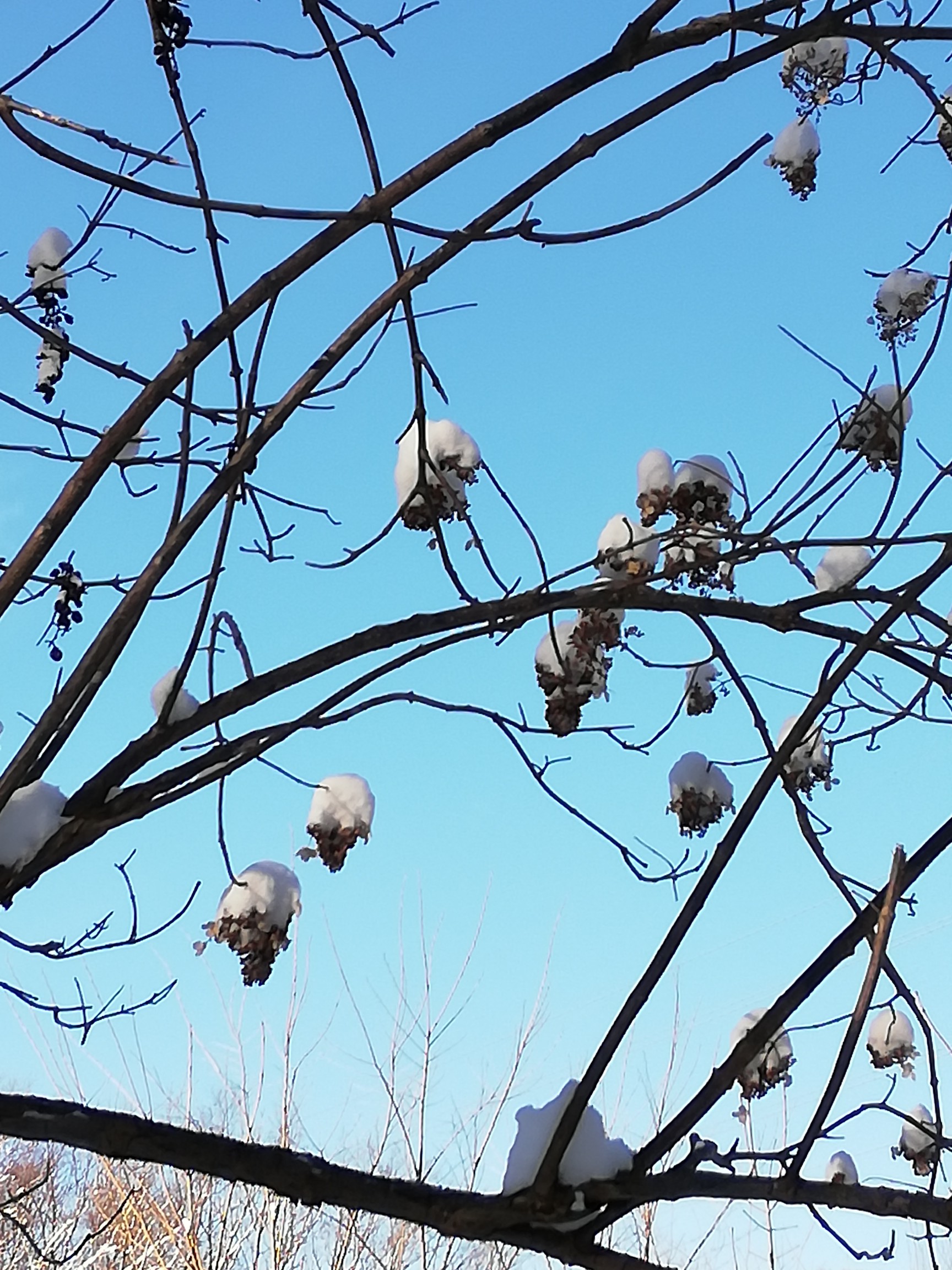 おかみさ ん 出番ですよ モルゲンロート さんの塩谷丸山 於古発山の活動データ Yamap ヤマップ