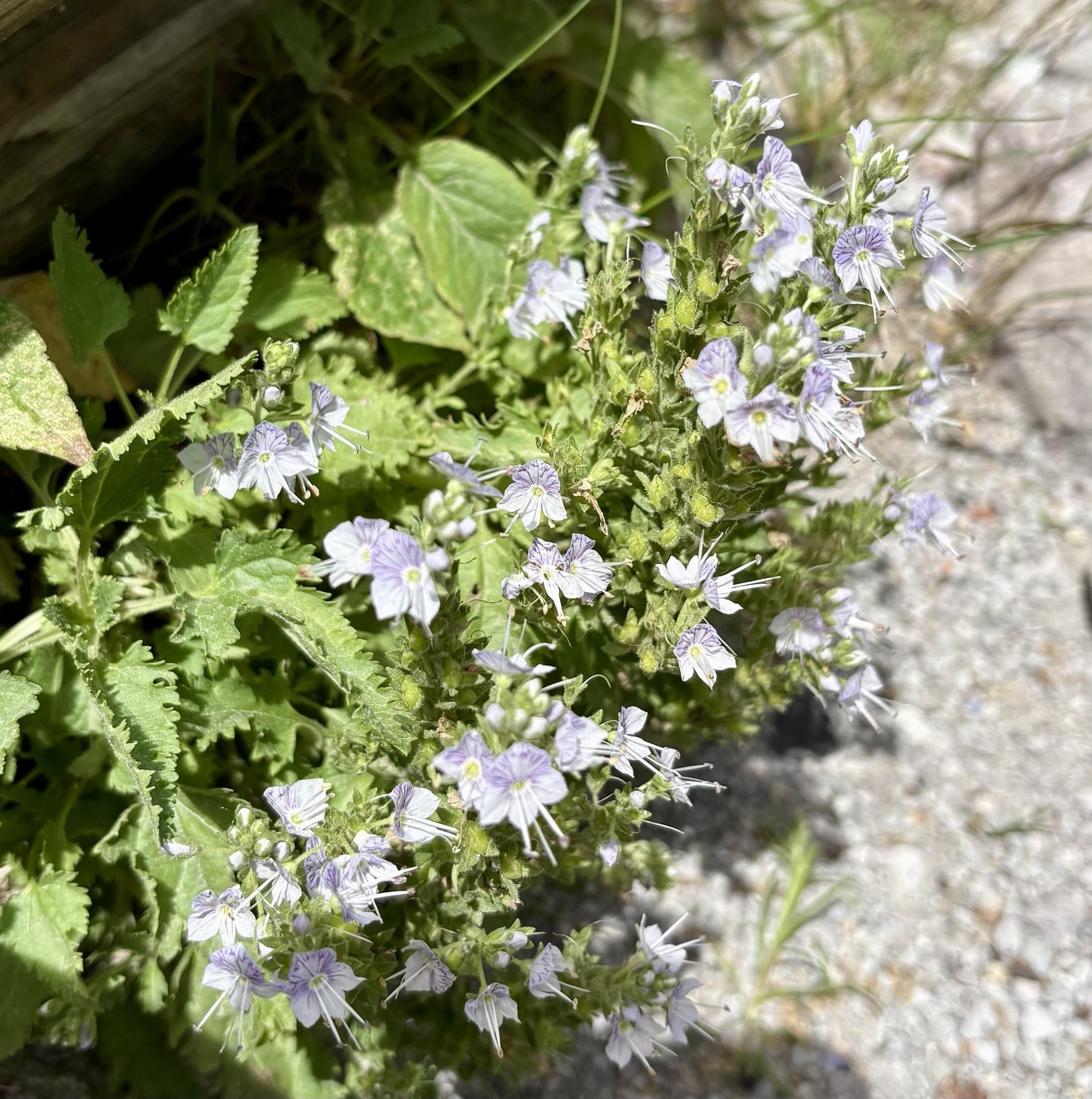 大山・甲ヶ山・野田ヶ山 大山クワガタ草