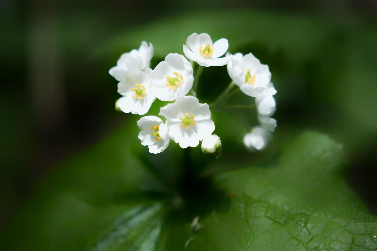 八剣山 / また山で会いましょうさんの高標山・八剣山の活動データ YAMAP / ヤマップ