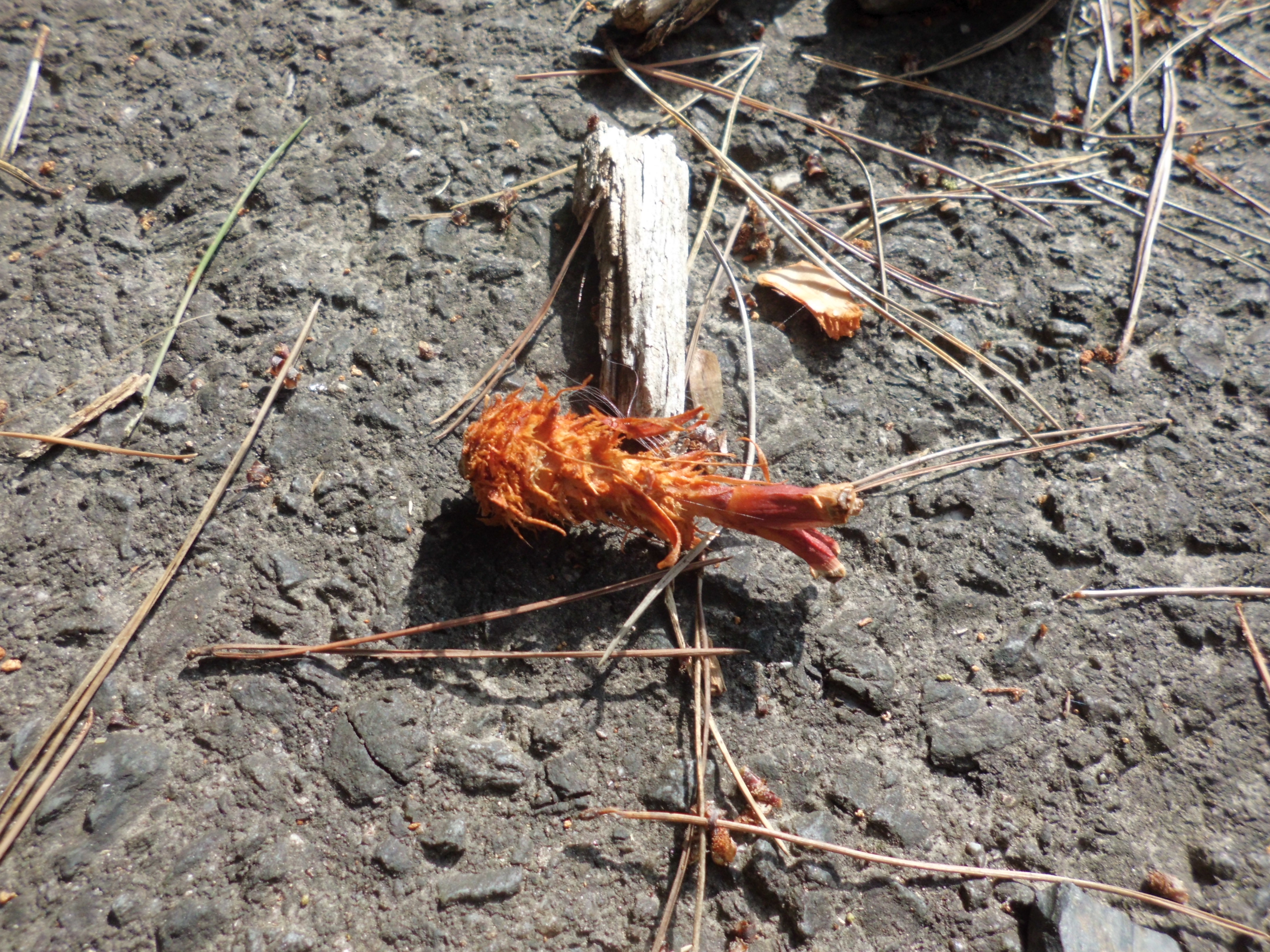 森のエビフライ リスが松ぼっくりを食 皐月つつじさんのモーメント Yamap ヤマップ