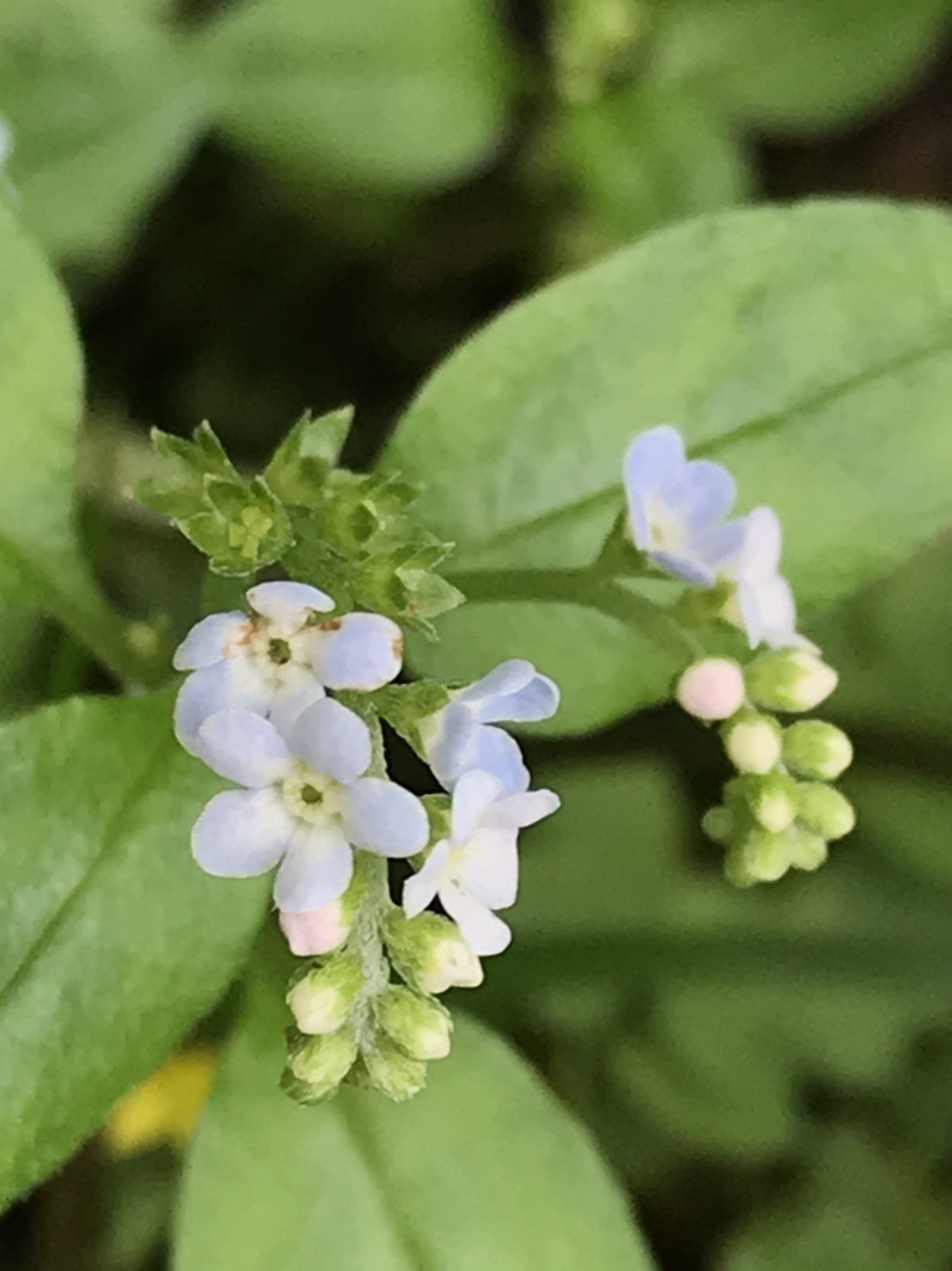 ミズタビラコ 水田平子 見っけ はっぴいえんどさんのモーメント Yamap ヤマップ