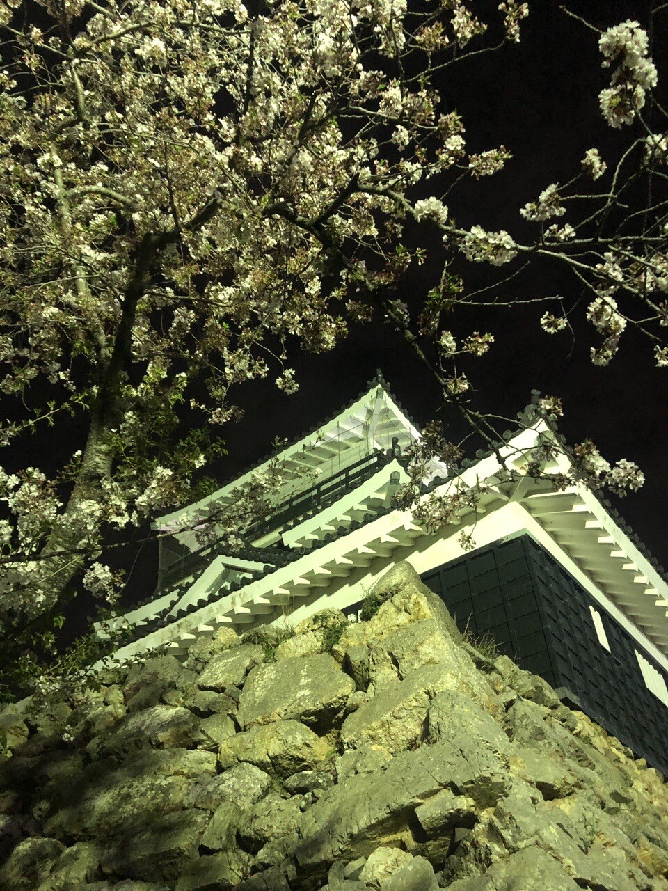 ナイトウォーク 鉄道廃線と浜松城 夜桜 おっさんんさんの浜松市 中区 東区 南区 西区 の活動データ Yamap ヤマップ