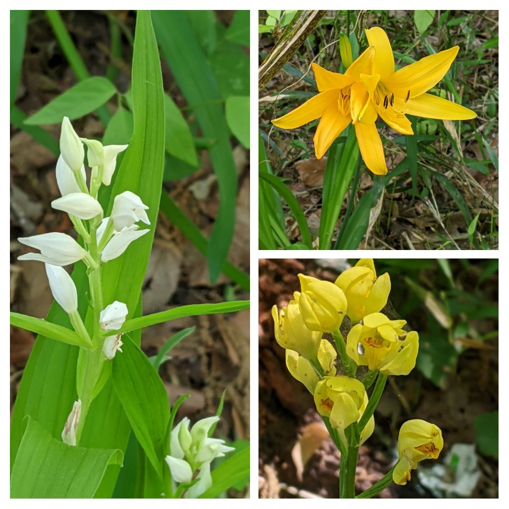 浅間山公園 ムサシノキスゲを見たくて Busterさんの甲州街道 府中宿 横山宿 の活動日記 Yamap ヤマップ