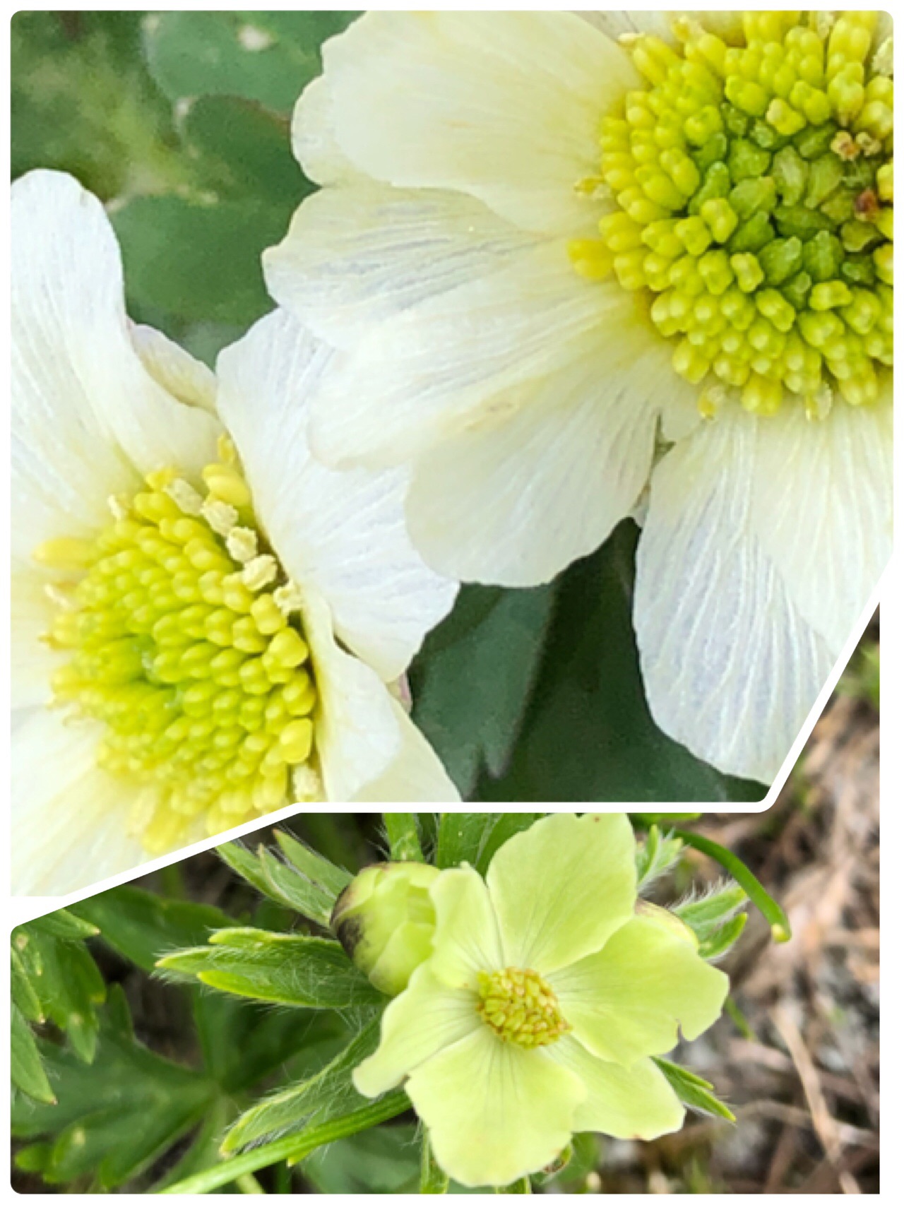 ここにしか咲かない花を求めて Yazakiさんの北岳 間ノ岳 農鳥岳の活動データ Yamap ヤマップ