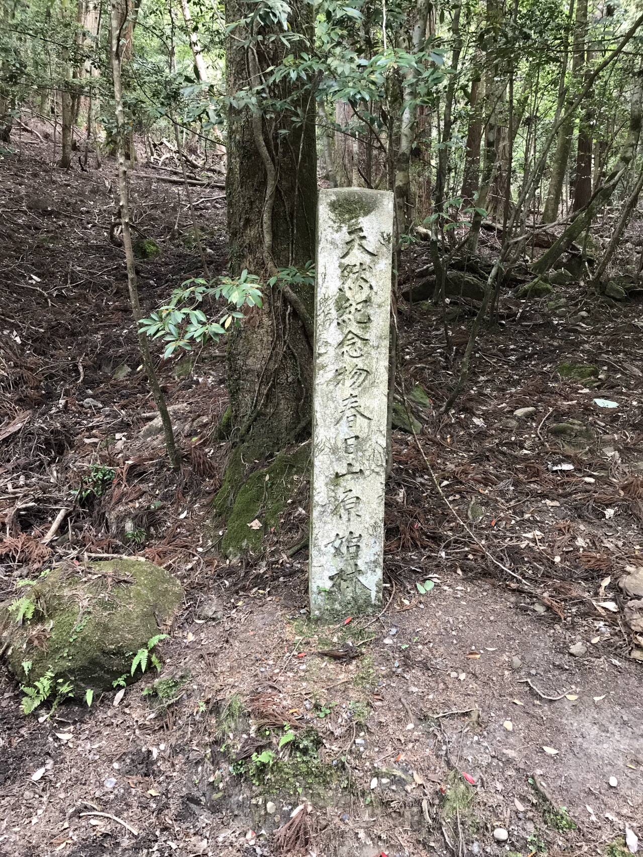 レトロ壁掛け色紙古材春日杉材奈良春日山原始林