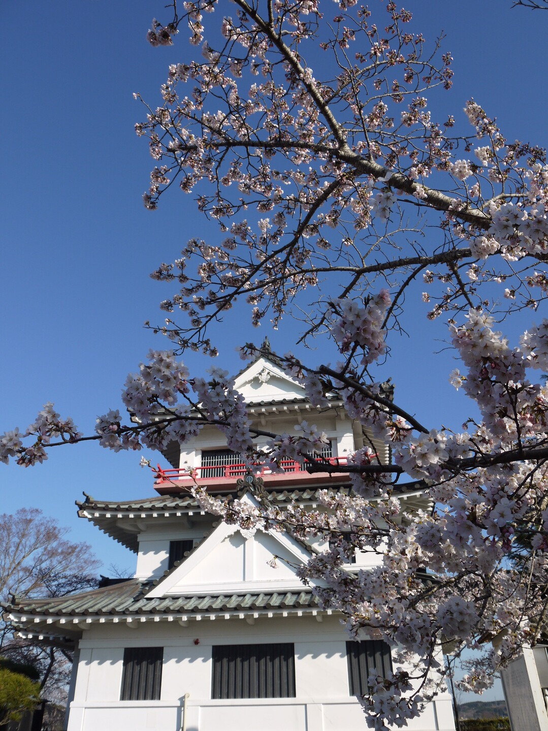 花見旅行2日目 その5 城山公園 19 04 16 みいこさんの石巻市の活動日記 Yamap ヤマップ