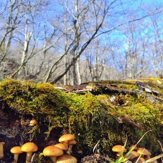 左門岳 またありました。