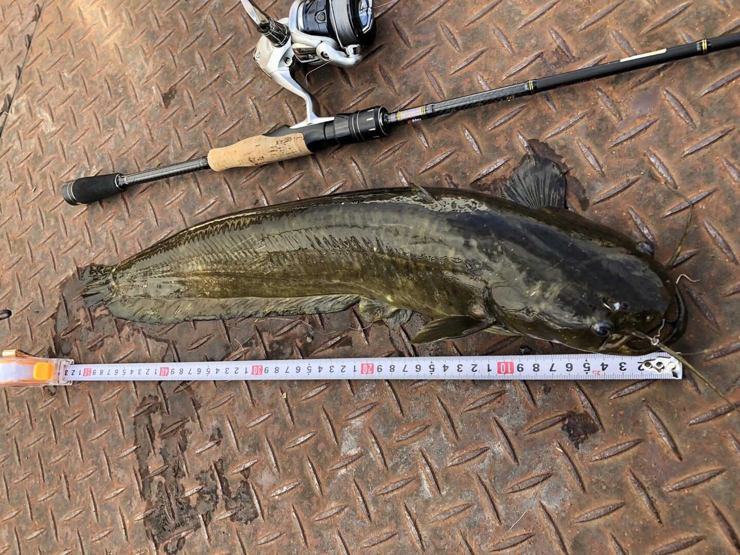 ナマズ釣り さんの太郎山の活動データ Yamap ヤマップ