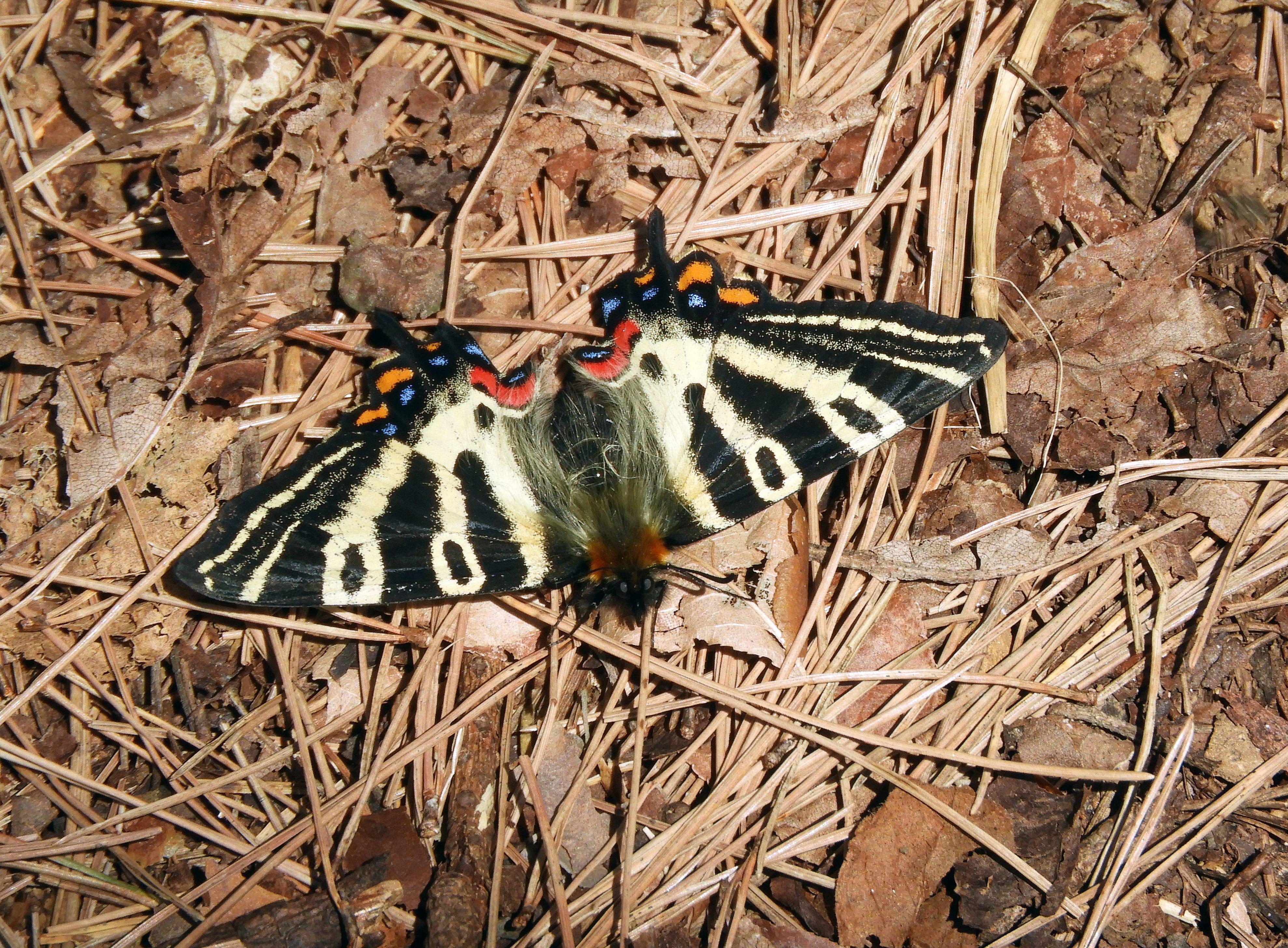 ギフチョウ♂/和歌山県.龍門山産【標本】 ヤマザクラが咲くとギフチョウが舞う、龍門山 / ハゲ親父さんの龍門山