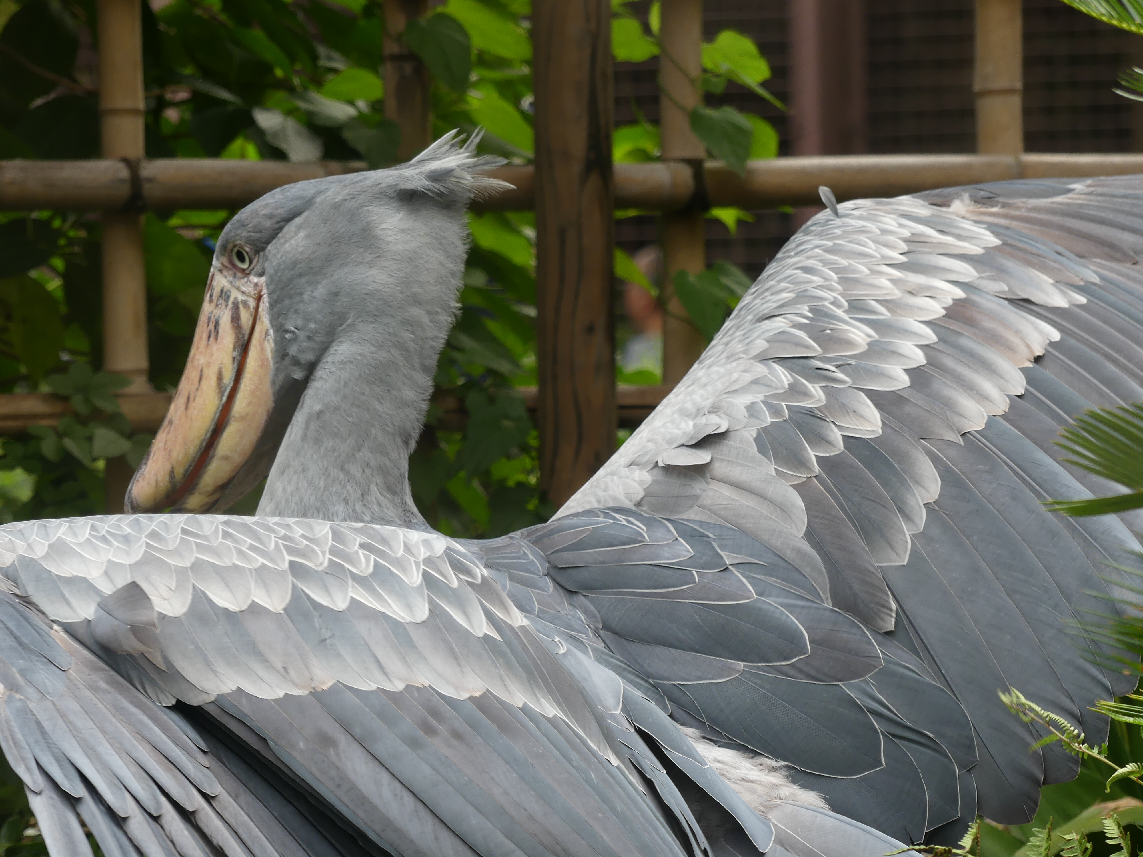 ハシビロコウ 上野動物園 19 07 10 やまんばーさんの東京都23区 東エリアの活動日記 Yamap ヤマップ