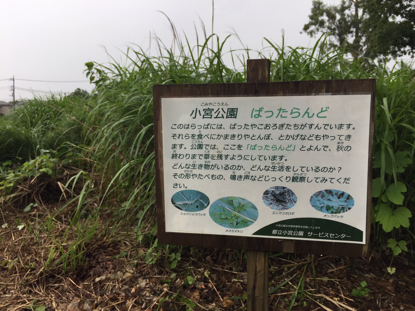 雨降りに小宮公園 のりのり さんの八王子市の活動日記 Yamap ヤマップ