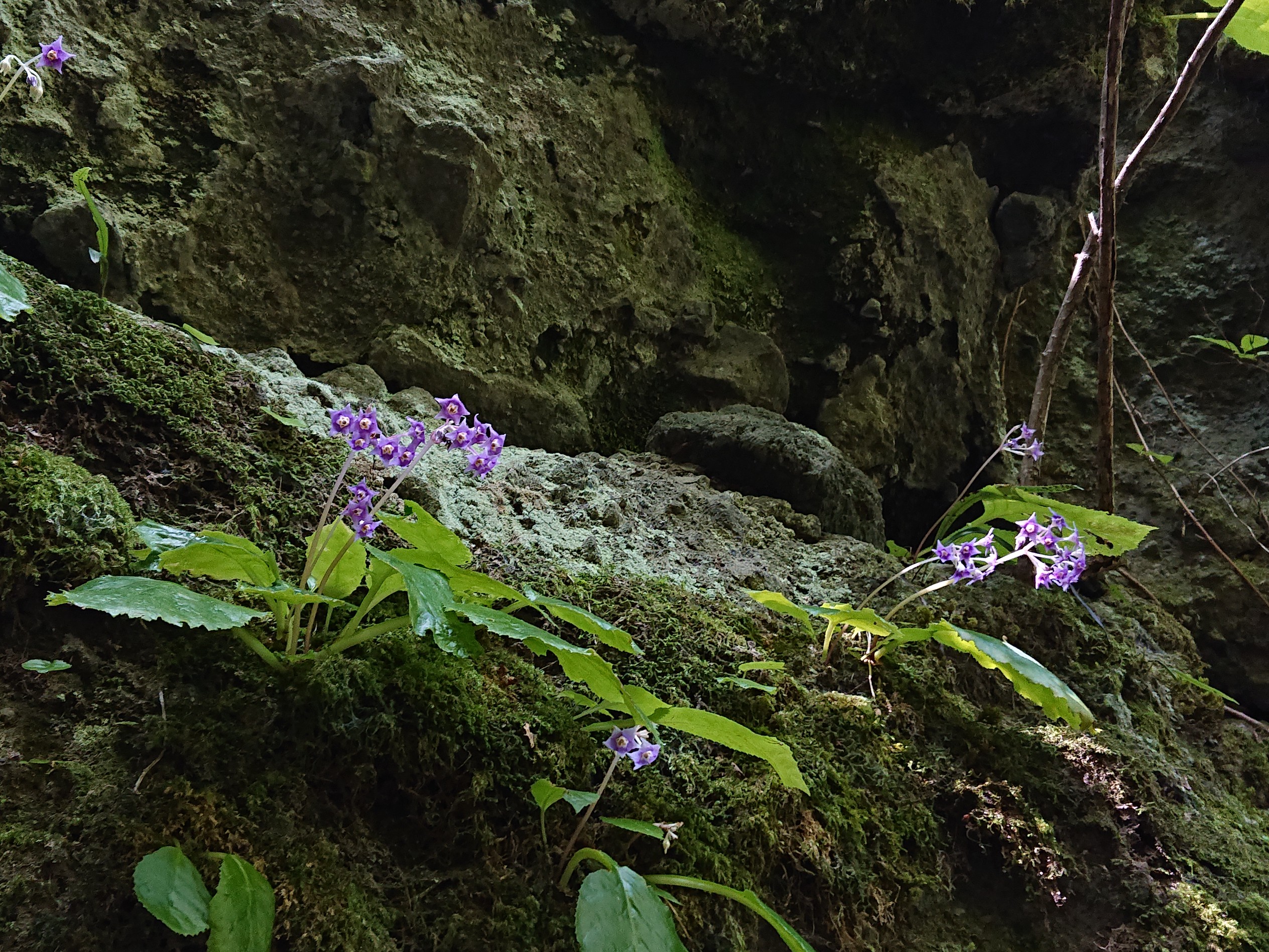 英彦山 北岳 英彦山 中岳 英彦山 南岳 花の便りに誘われて Sukiyakiさんの英彦山の活動データ Yamap ヤマップ