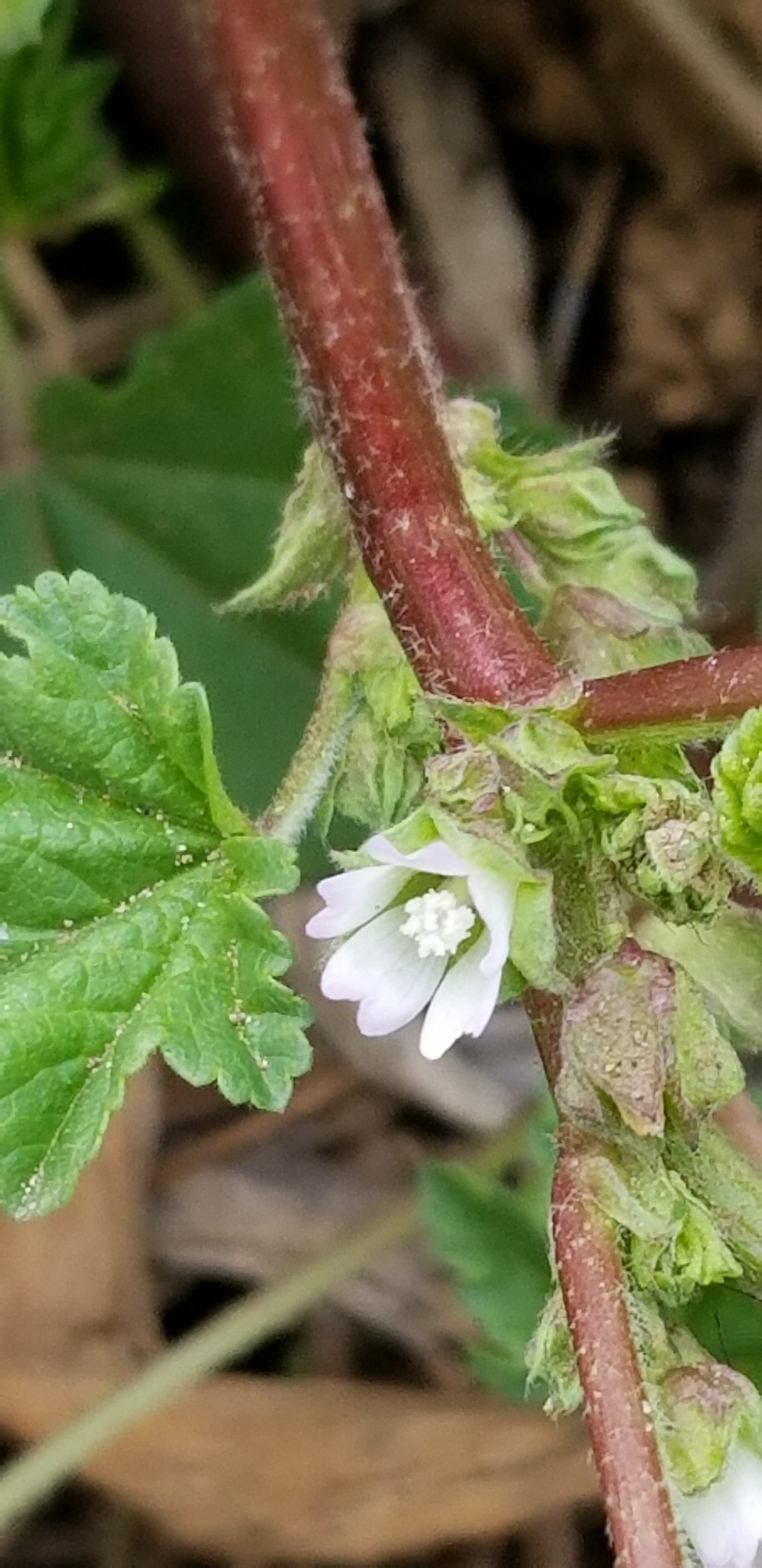 江戸川ハイキング 野草をたずねて ヤマカズさんの松戸市の活動日記 Yamap ヤマップ