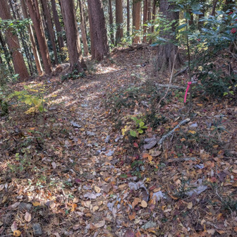 下山は、こちらからピンクテープを頼りに
蜂に合わないコースを教えて貰いました😊