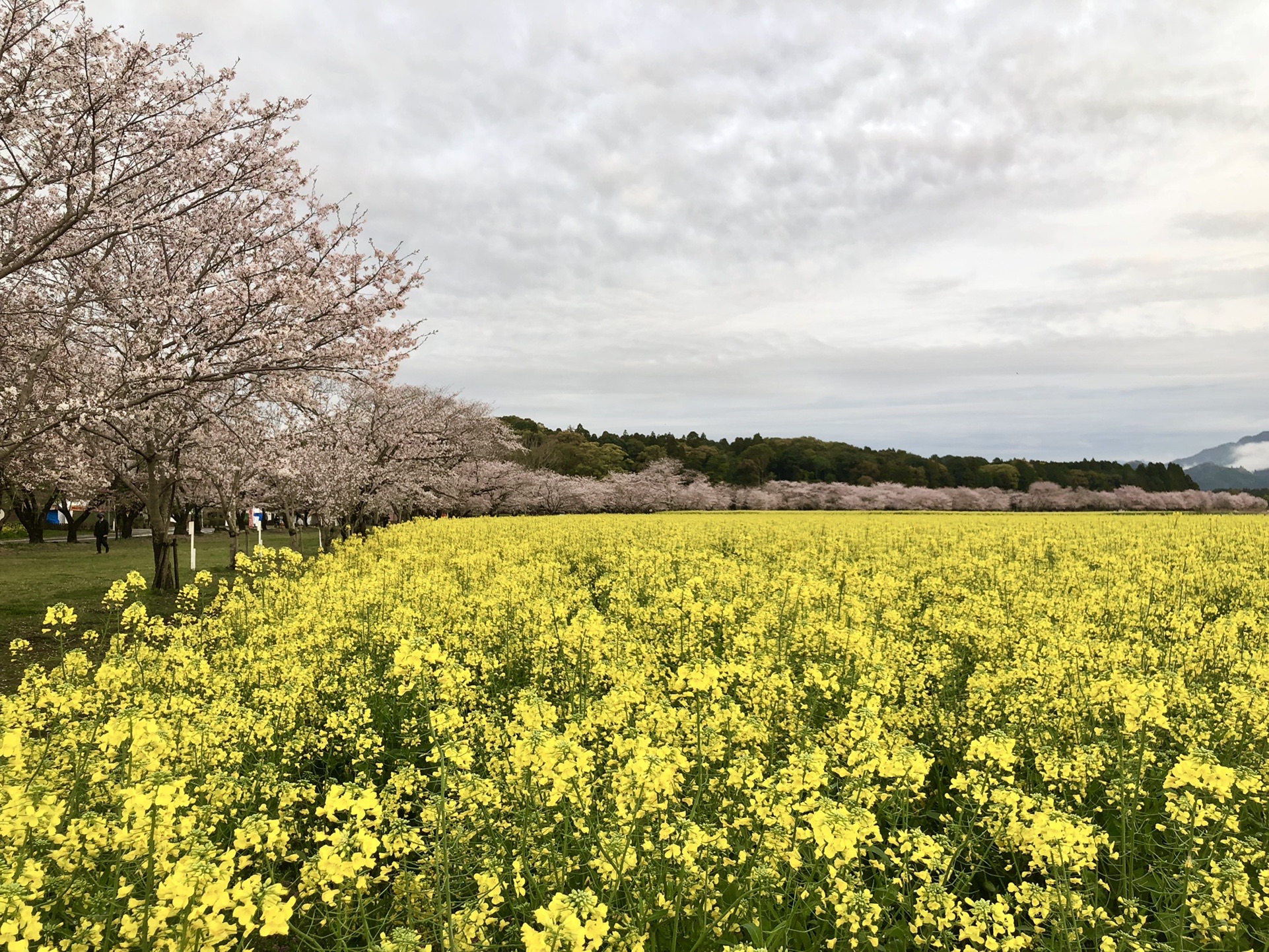 西都原は桜満開 高取山 ぶっち W さんの西都市の活動データ Yamap ヤマップ