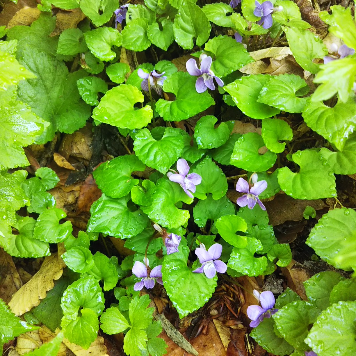 My Mother Mountain 焼石岳登山 ツブ沼コース 21 06 18 ヒカさんの焼石岳 兎森山 鷲ヶ森山の活動日記 Yamap ヤマップ