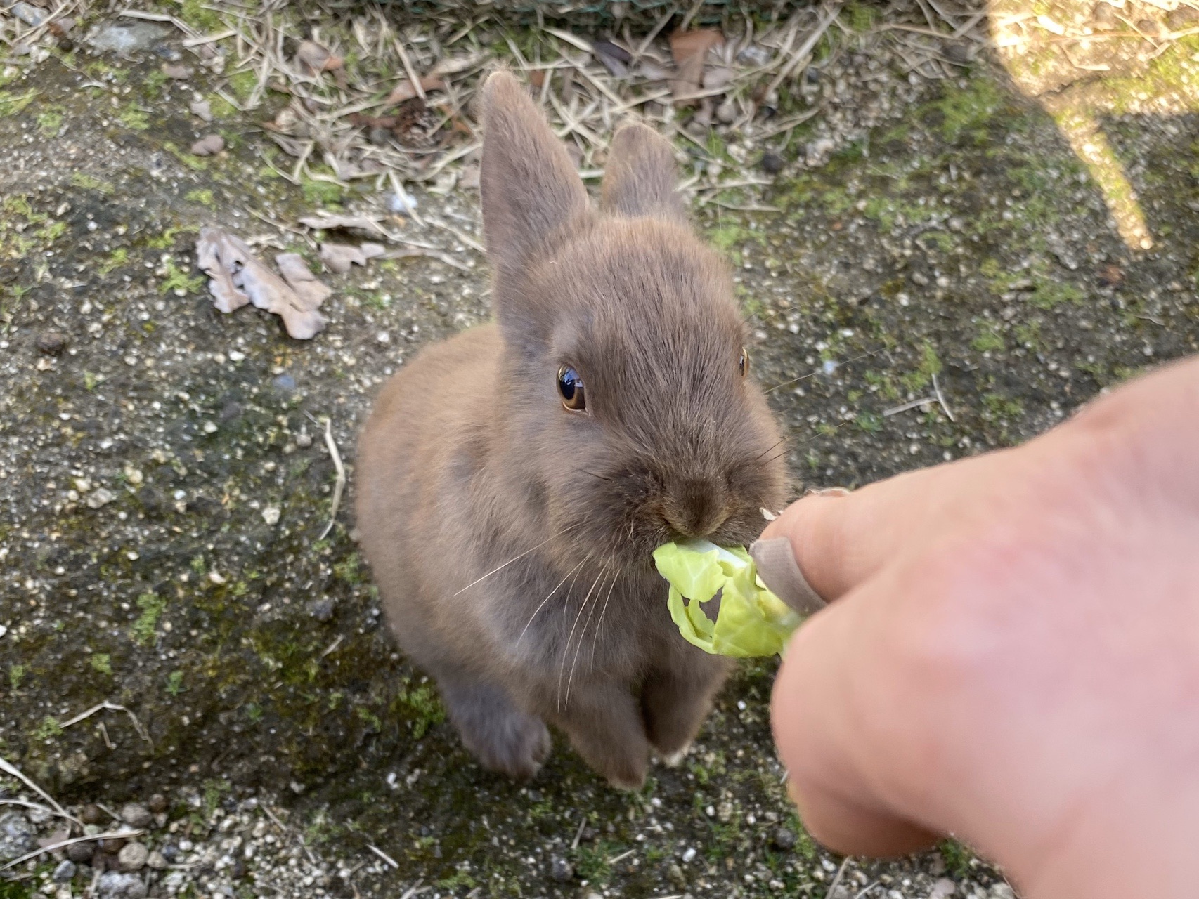 うさぎにメロメロ 癒しの大久野島 02 Tmgさんの黒滝山 竹原市 白滝山 三原市 の活動日記 Yamap ヤマップ