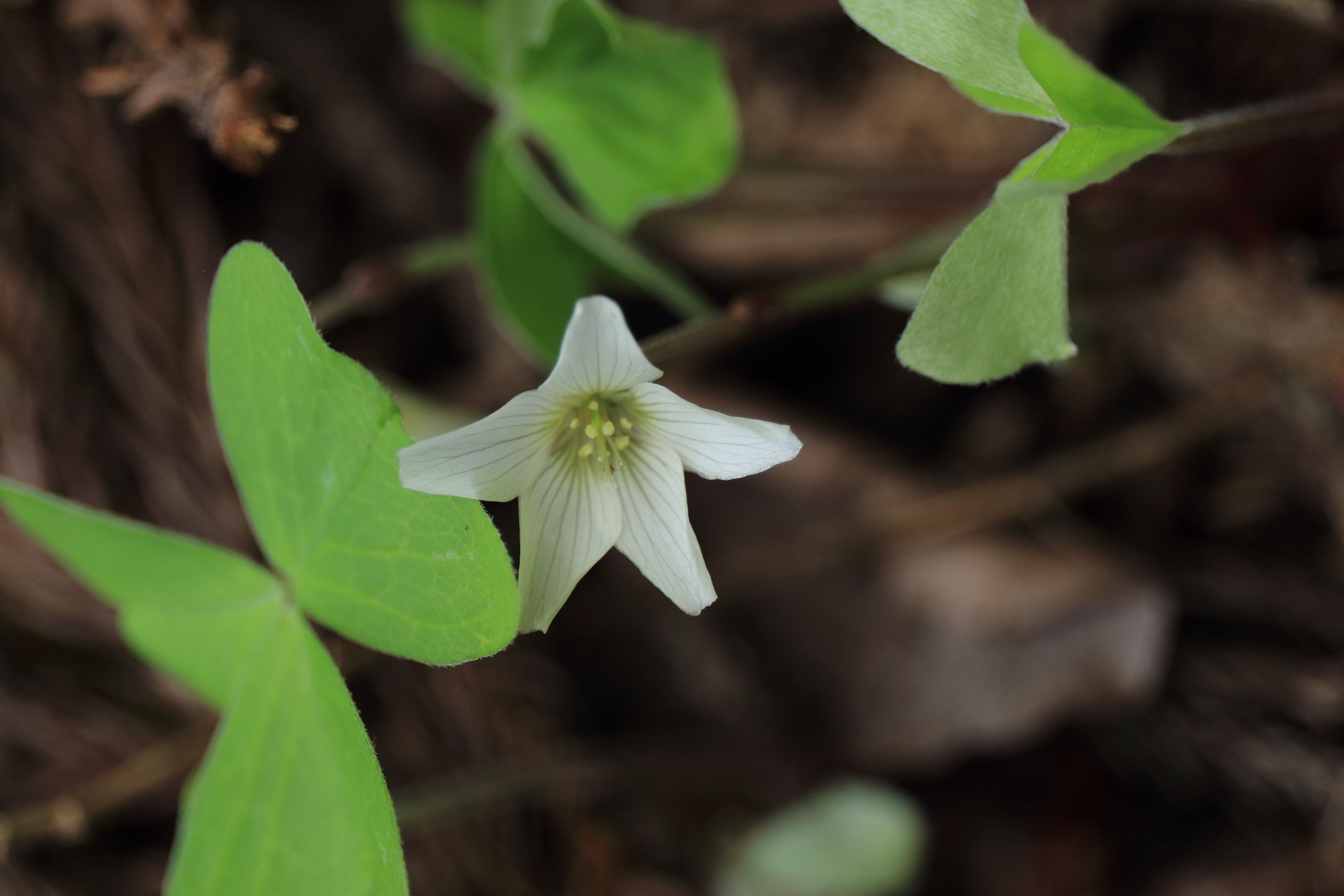 尖山 初めての夏椿コース セキさんの尖山の活動日記 Yamap ヤマップ