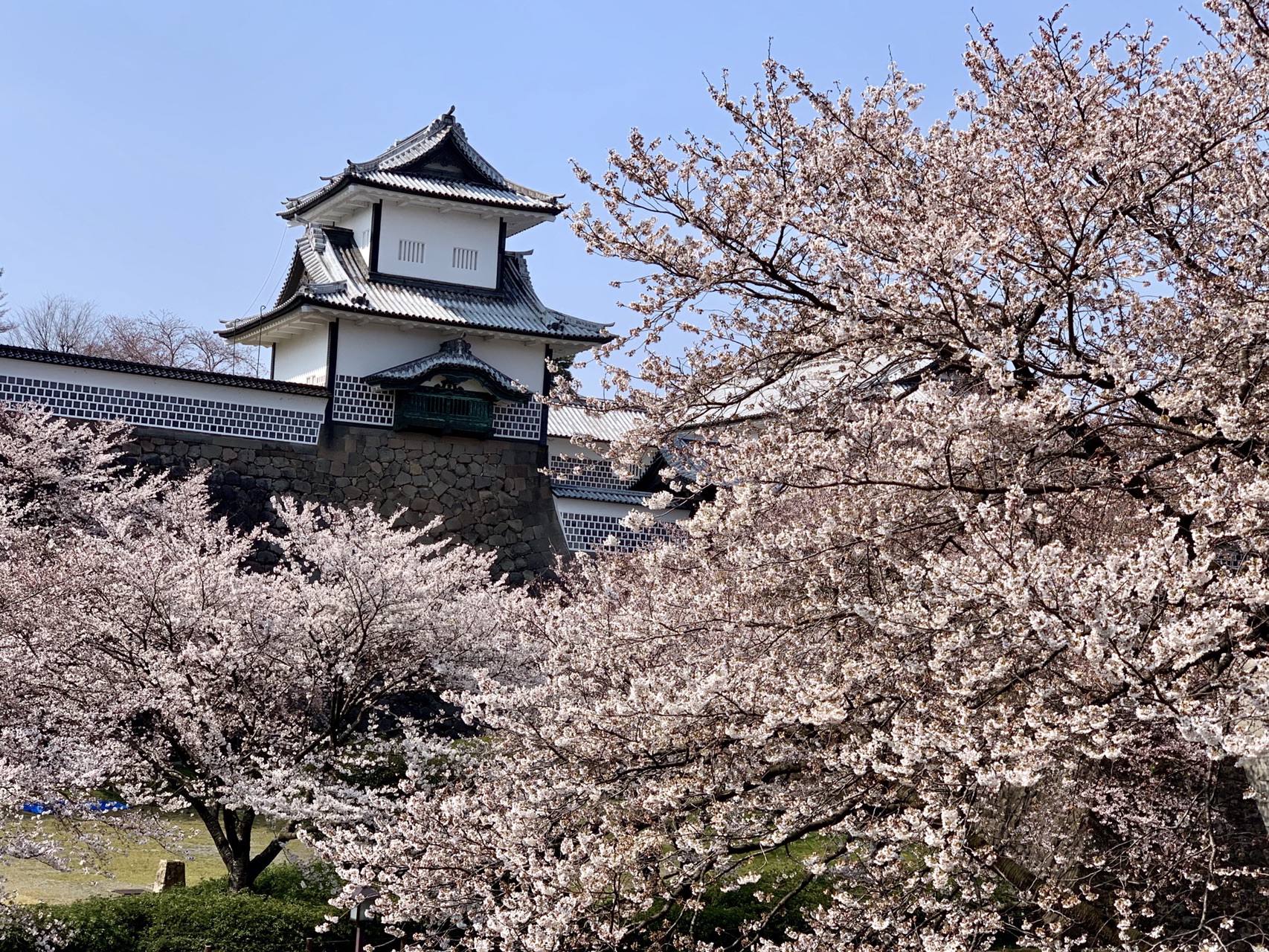 続 さくら道をご存知ですか 加賀鳶さんの金沢市の活動データ Yamap ヤマップ