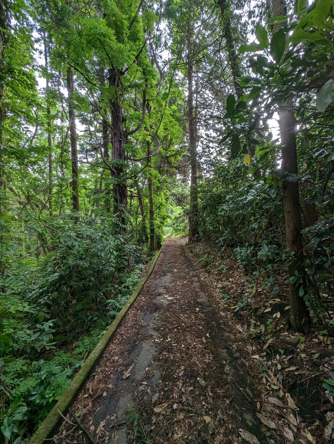 曽我丘陵 浅間山 農道 / PFFさんの不動山・浅間山・曽我山の活動データ YAMAP / ヤマップ