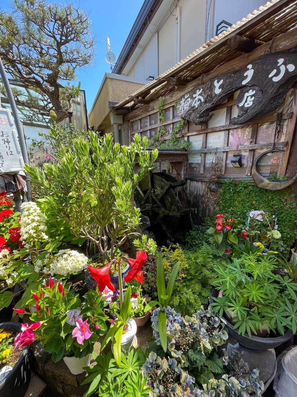 ササッと金剛山と梅本とうふ 太尾 金剛山 二上山 大和葛城山の写真8枚目 奈良 御所市の梅本とうふ店へ 人気な豆 Yamap ヤマップ