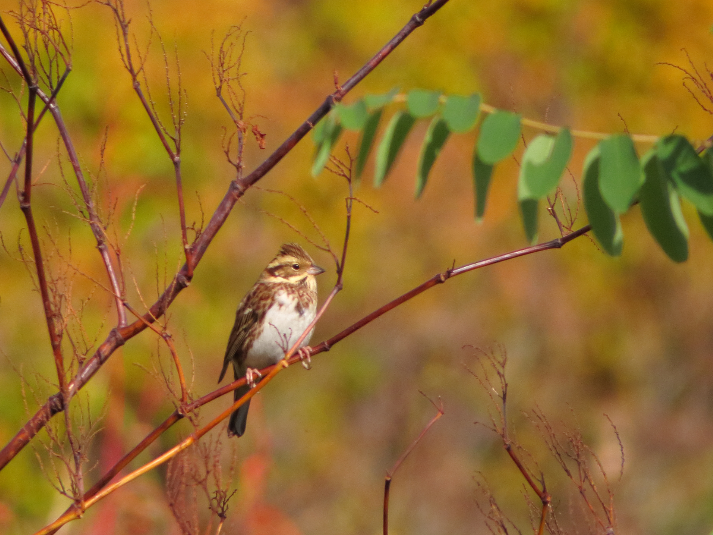 野鳥写真 Mycollection Chromeさんの札幌市の活動日記 Yamap ヤマップ