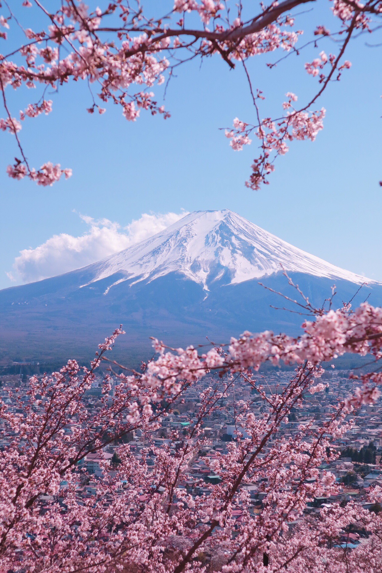桜と富士山の新倉山 なおさんの三ッ峠山 本社ヶ丸 鶴ヶ鳥屋山の活動日記 Yamap ヤマップ