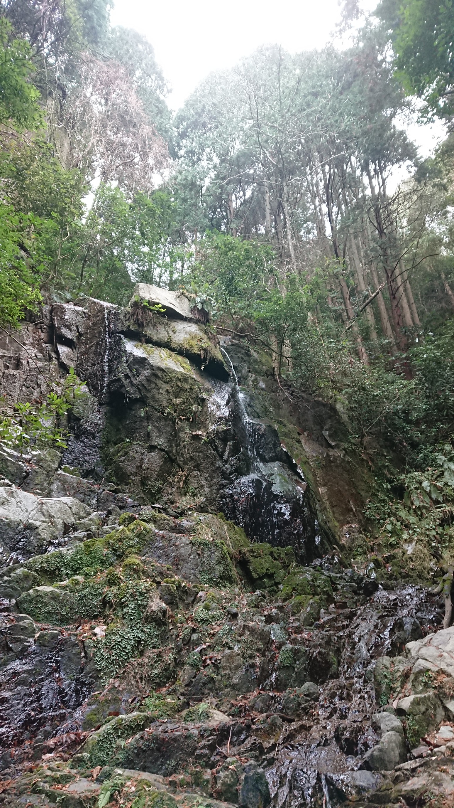 梅林緑道より油山 やきもきさんの油山 荒平山 片縄山の活動データ Yamap ヤマップ