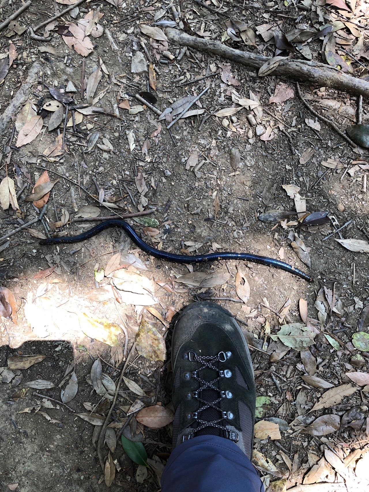三密避けて 良いことがありました 04 29 Satoshi さんの清水山 福岡県 の活動日記 Yamap ヤマップ