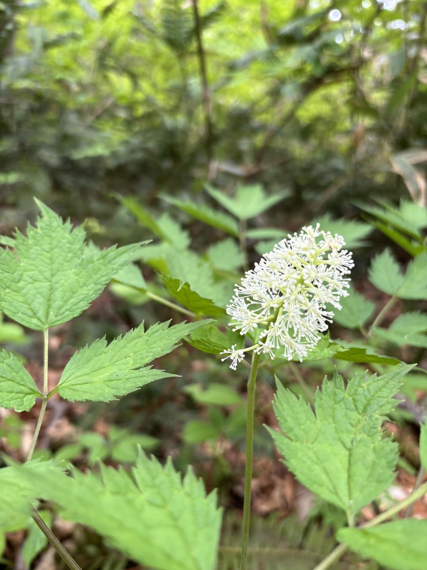 前山・銀杏峯 / わきょさんの銀杏峰・部子山の活動データ YAMAP / ヤマップ