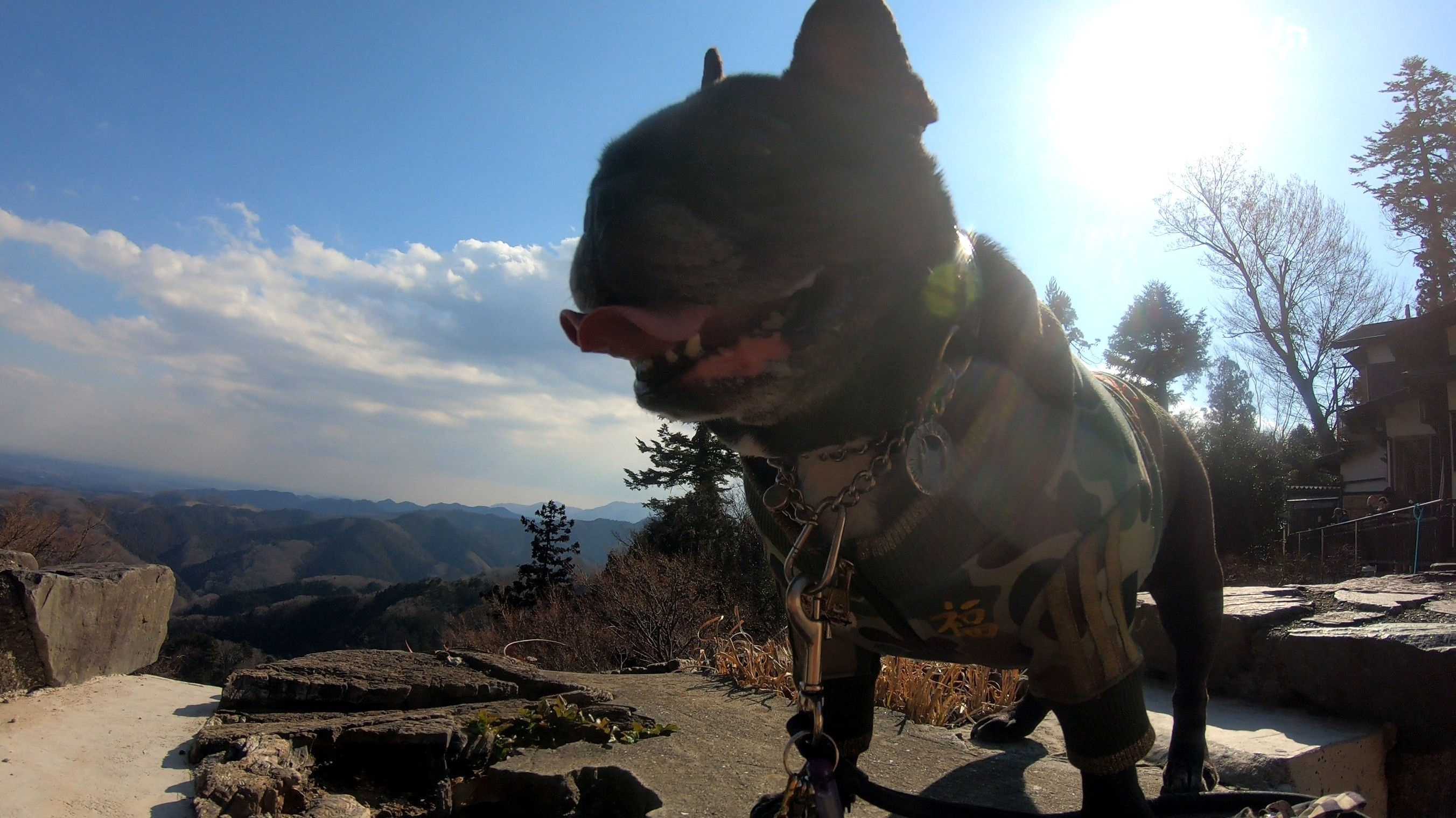 お犬様の大名登山で高尾山 よっちゃんさんの高尾山 陣馬山 景信山の活動日記 Yamap ヤマップ