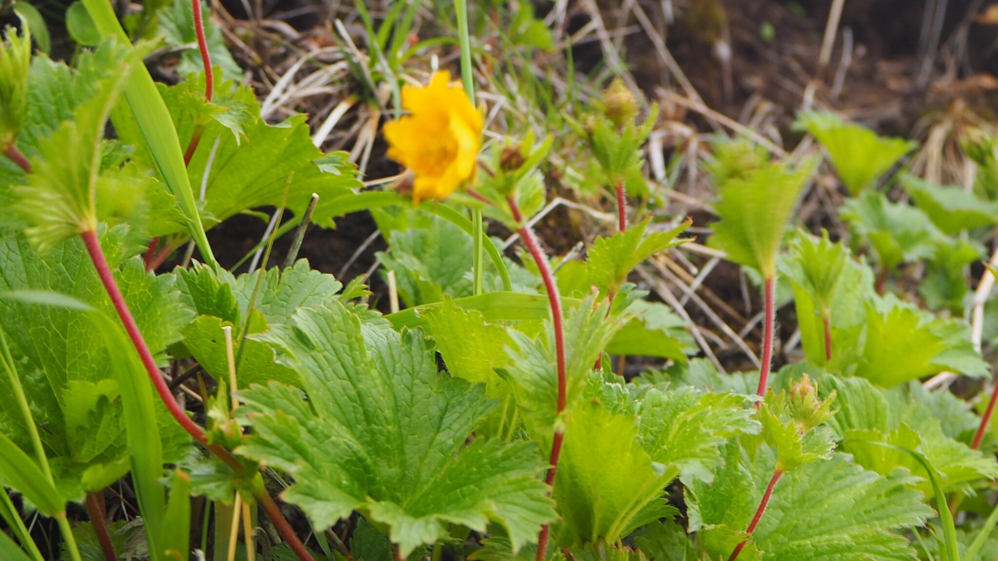 早過ぎたかな 高山植物 白山 グルートさんの白山 別山 銚子ヶ峰の活動日記 Yamap ヤマップ