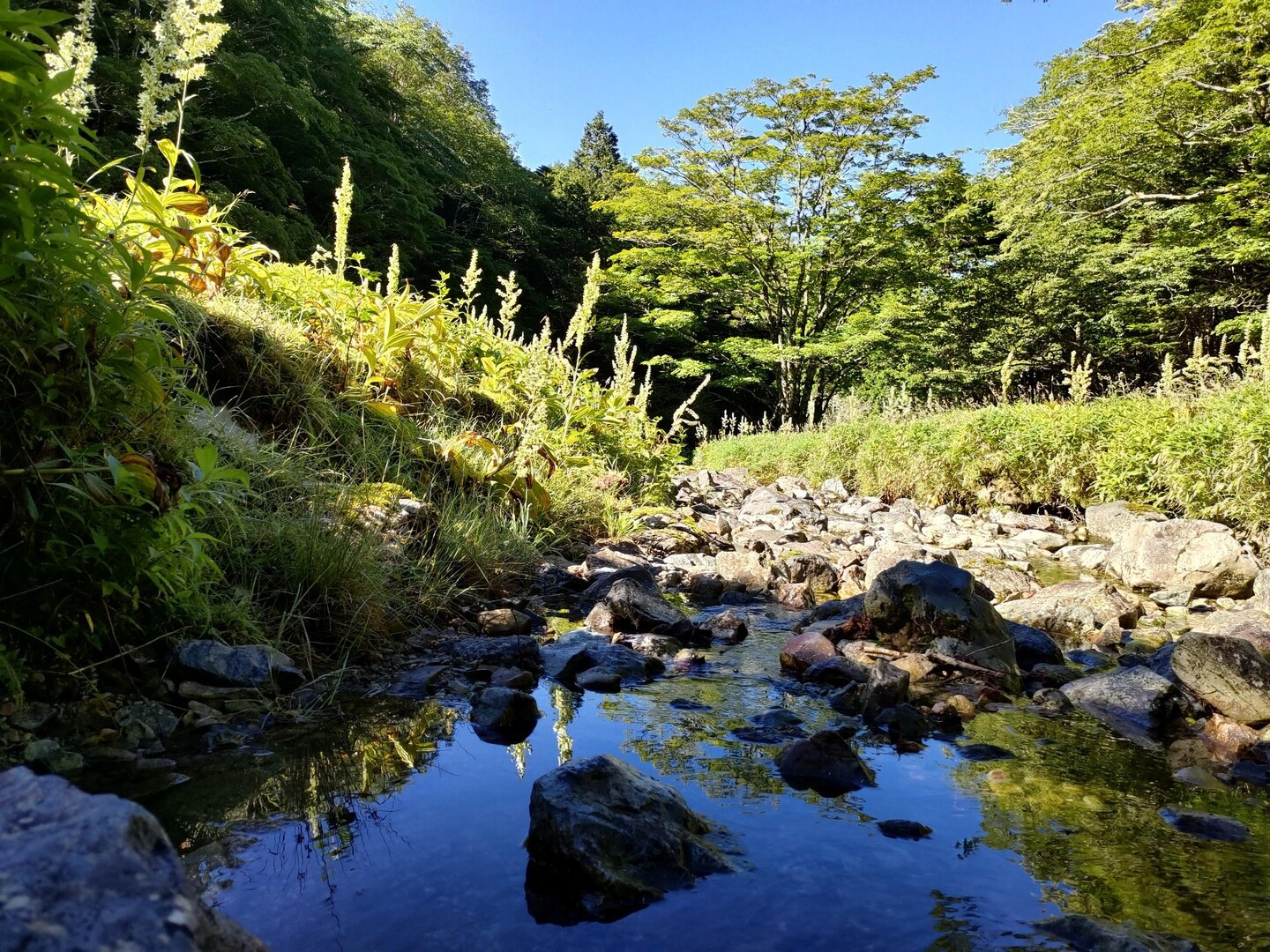 西大台ケ原〜逆峠 / yucaponさんの大台ヶ原山・日出ヶ岳・大杉谷の活動データ YAMAP / ヤマップ