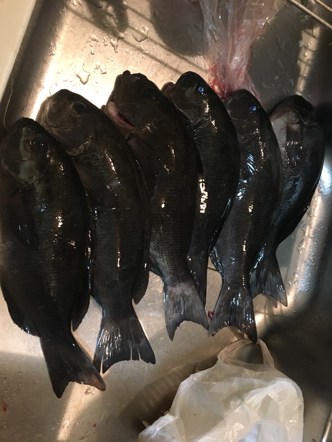 Umip 宇治群島 磯釣りの旅 ゆうさんの九州オルレ 指宿開聞コースの活動日記 Yamap ヤマップ