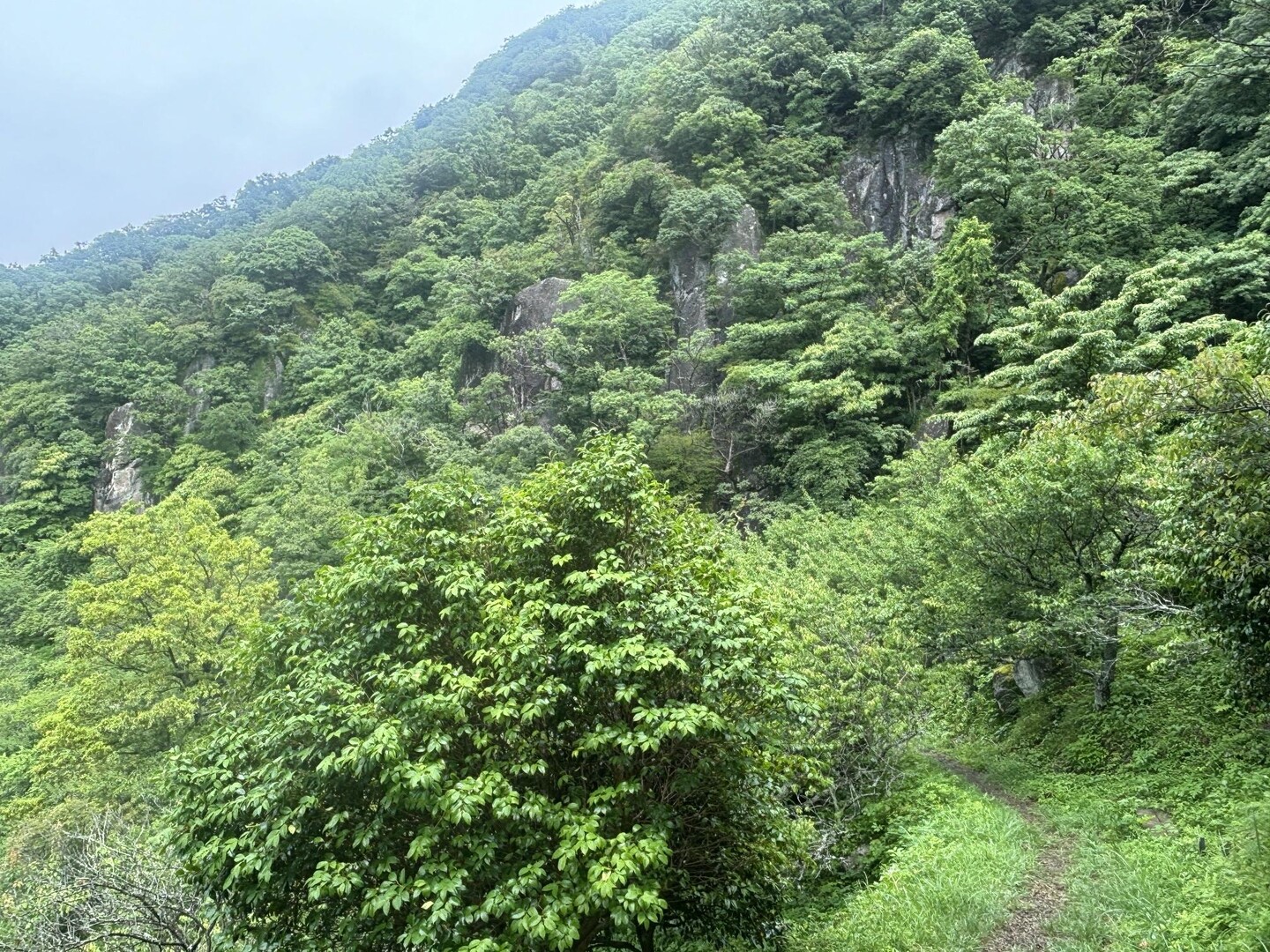 幕山・南郷山（まさかの藪漕ぎ） / takano46さんの幕山・南郷山の活動データ YAMAP / ヤマップ