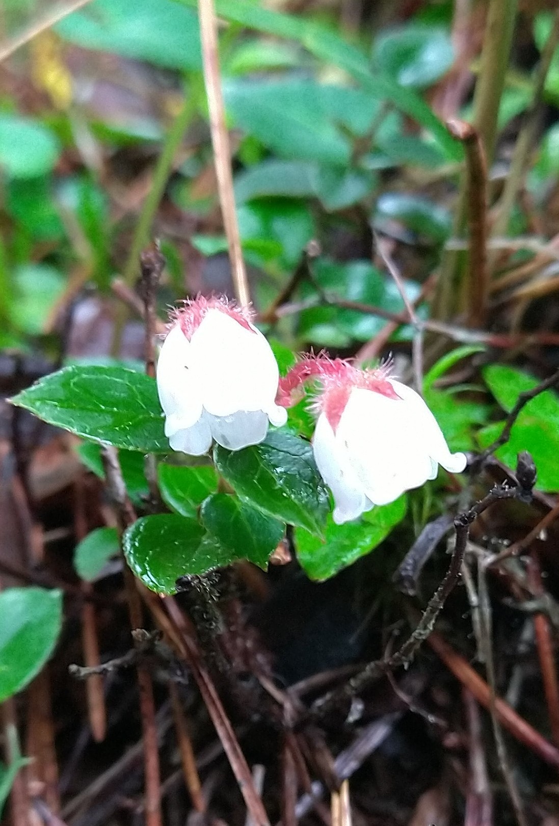 銅山峰の小さな妖精に魅せられて 久し振りのレイニーハイクin西山 東山 西赤石山 ネイ ビーさんの東赤石山 西赤石山 物住頭の活動日記 Yamap ヤマップ