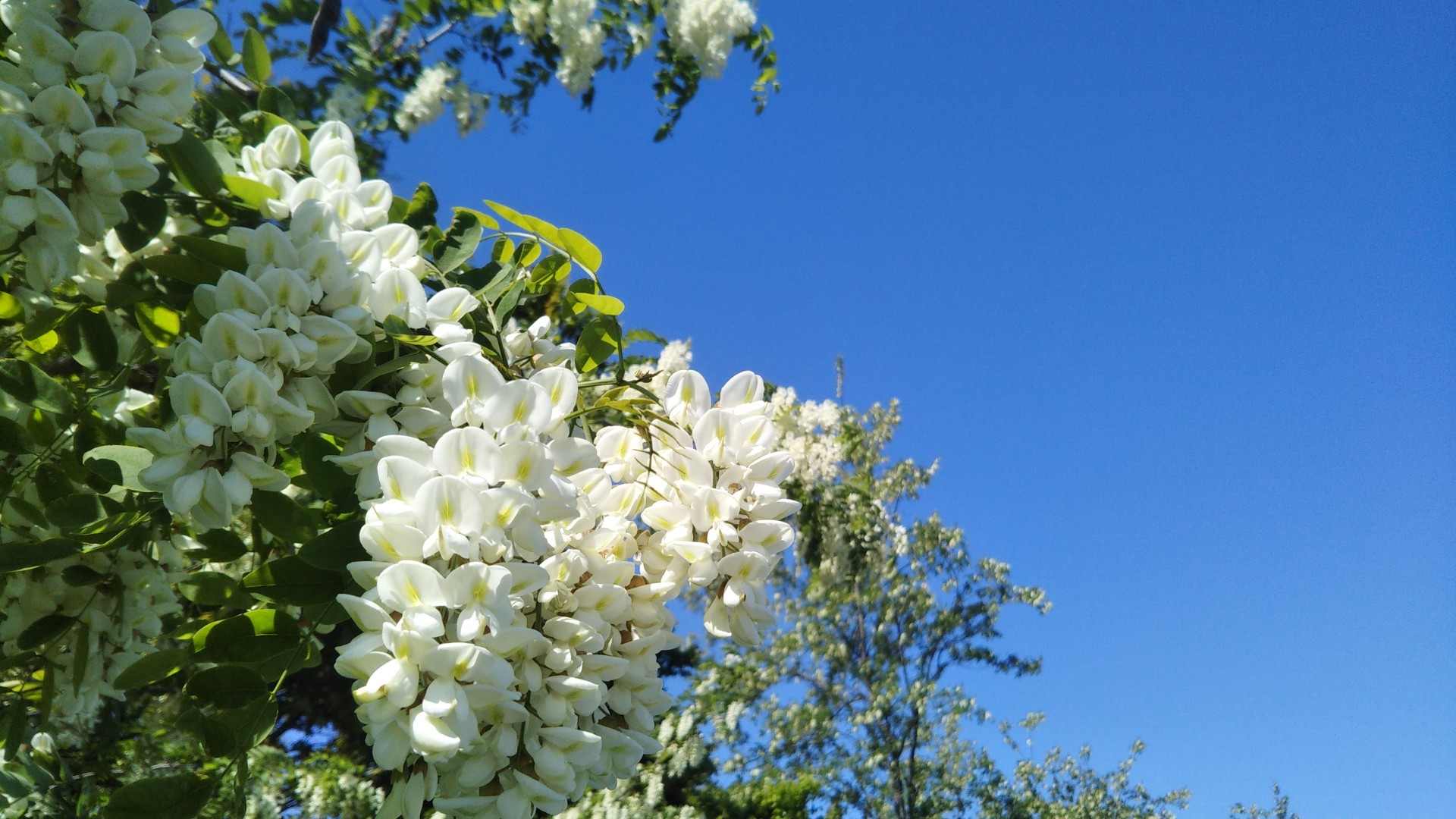 家の近くのアカシヤの花 やっぱり晴れの日 まさ さんのモーメント Yamap ヤマップ