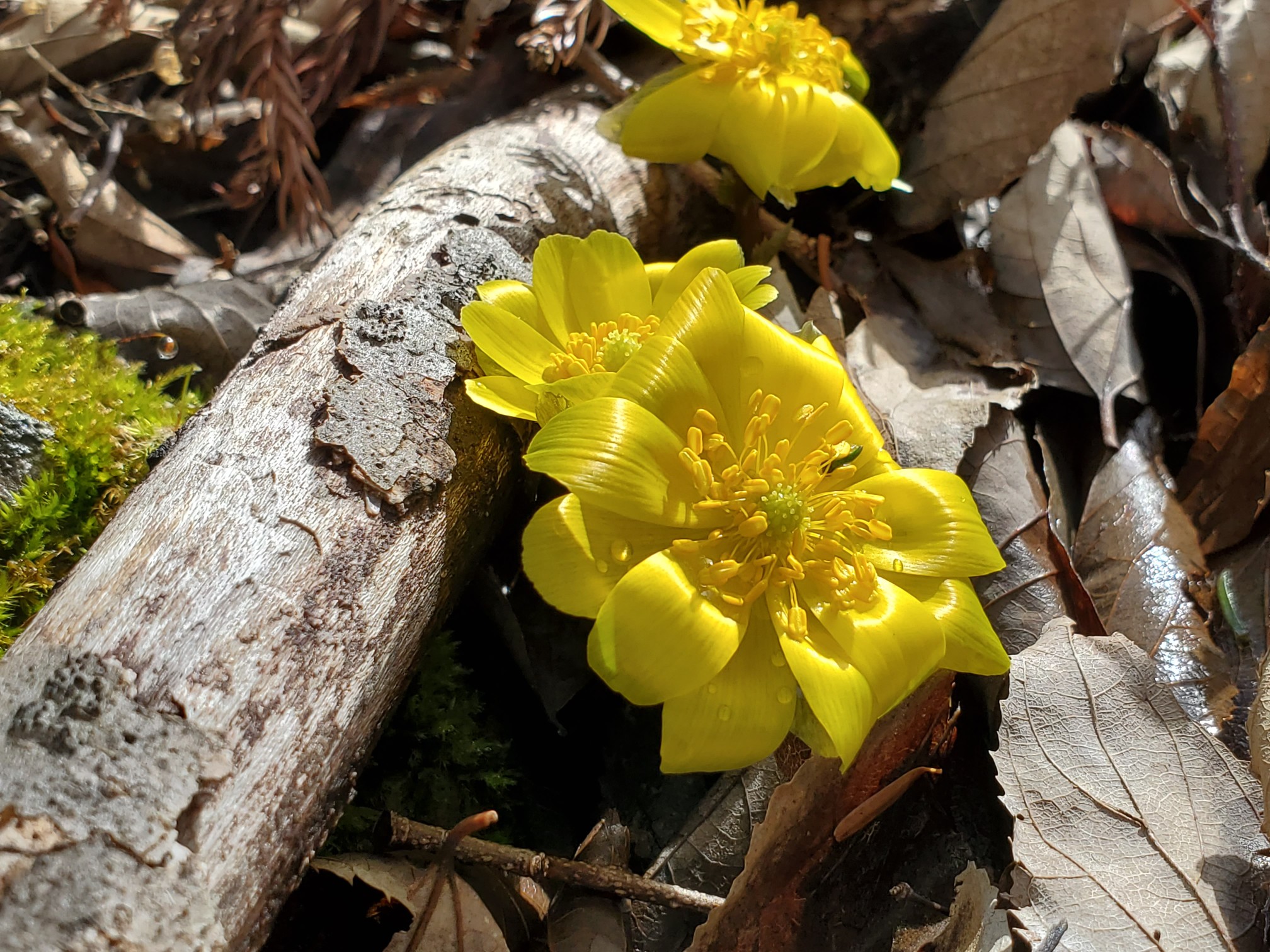 岩宇土山 白崩平 福寿草 01 29 ジャイガさんの岩宇土山 白鳥山 銚子笠の活動データ Yamap ヤマップ