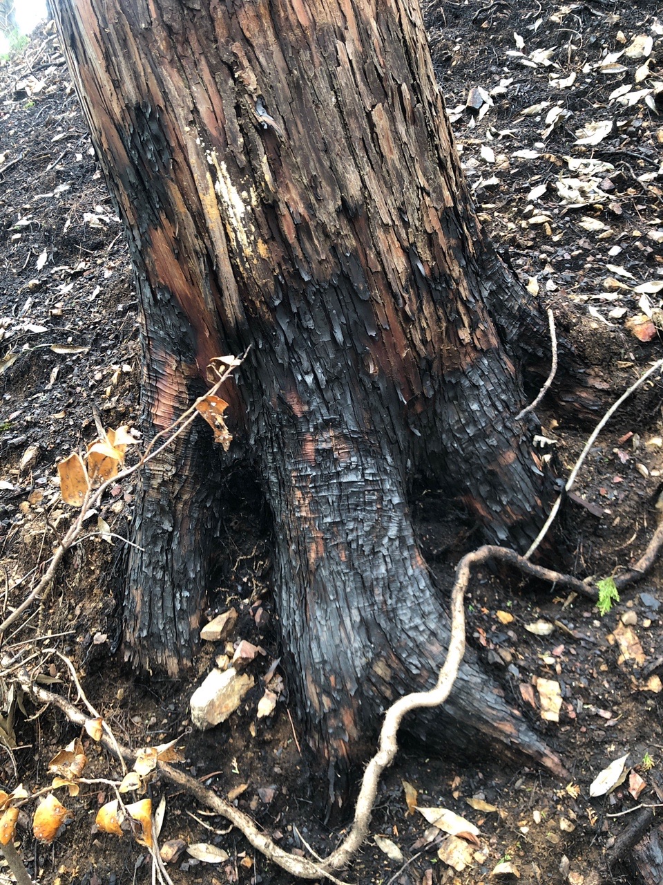 両崖山・仙人ヶ岳・石尊山 無残な火傷跡