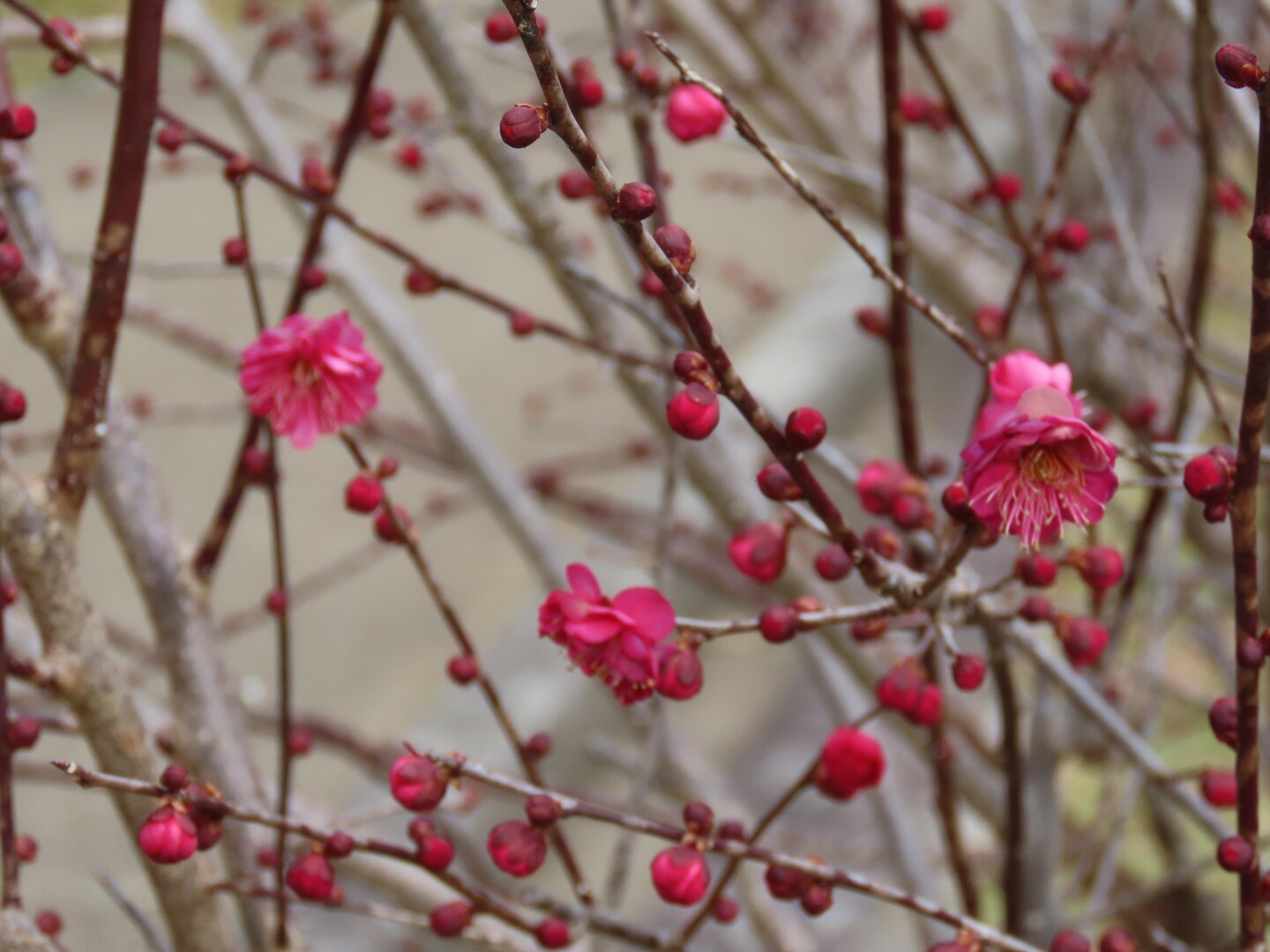 馬見丘陵公園での梅の開花チェック巡回-2023-01-25の写真