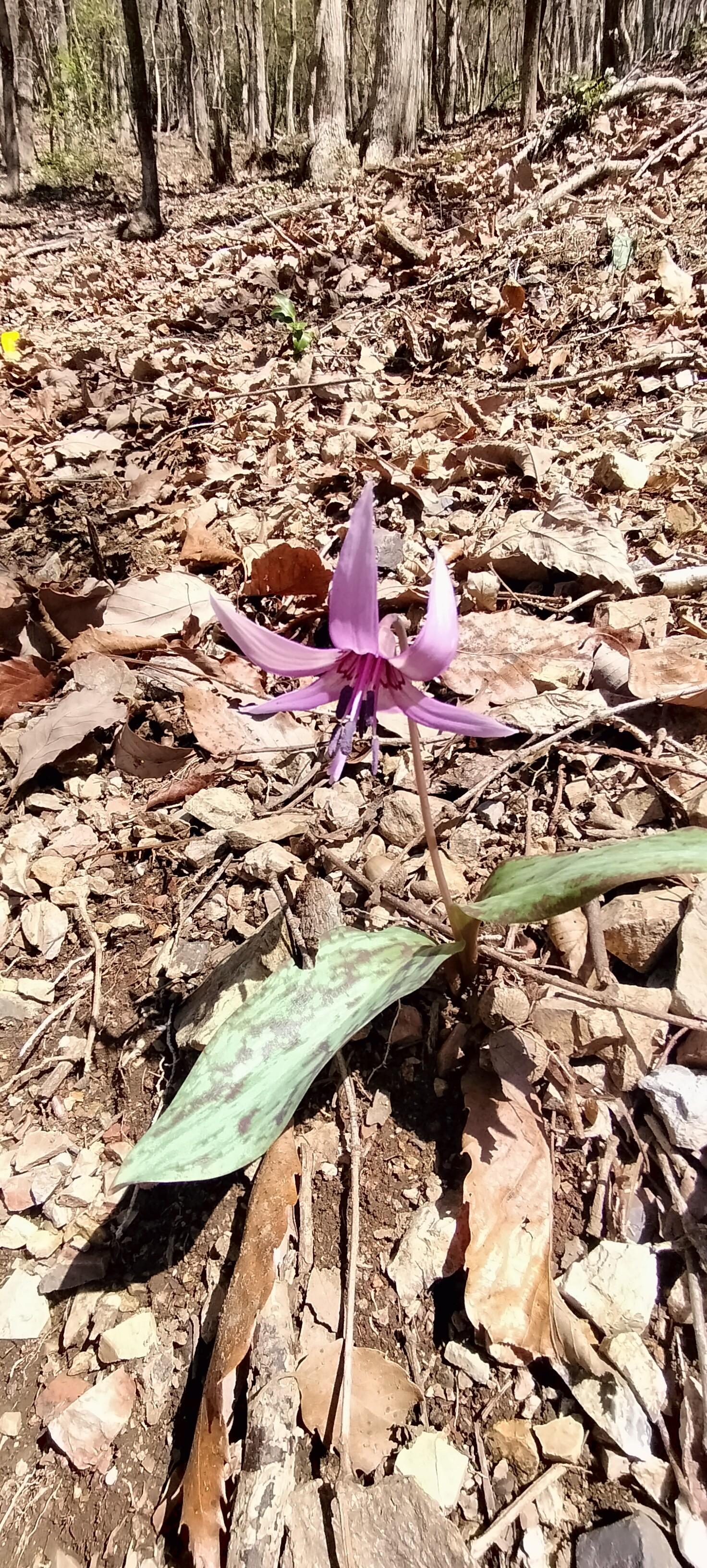 雁又山・滝谷山 / inojunさんの中山道（赤坂宿・関ヶ原宿）の活動データ | YAMAP / ヤマップ