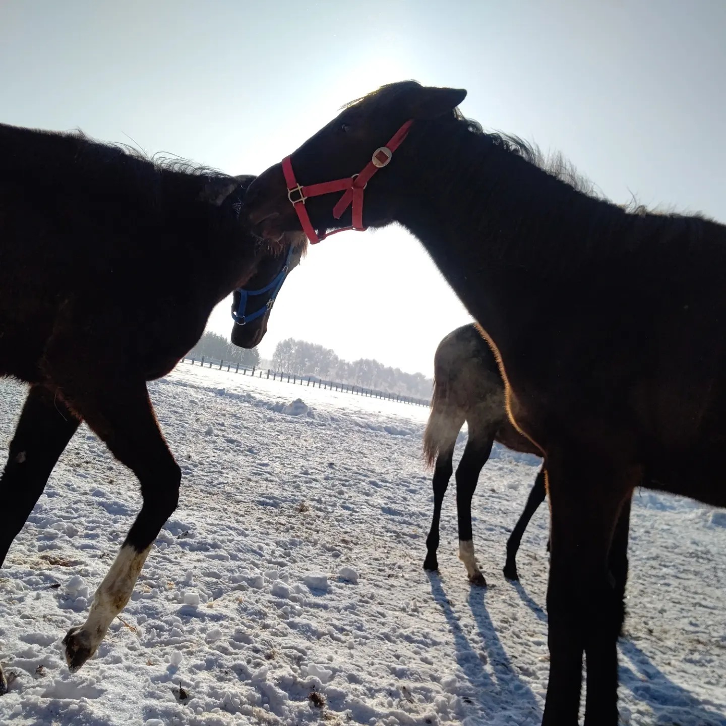 過日 繁殖牝馬セリに臨場して 親しい マルティウスさんのモーメント Yamap ヤマップ